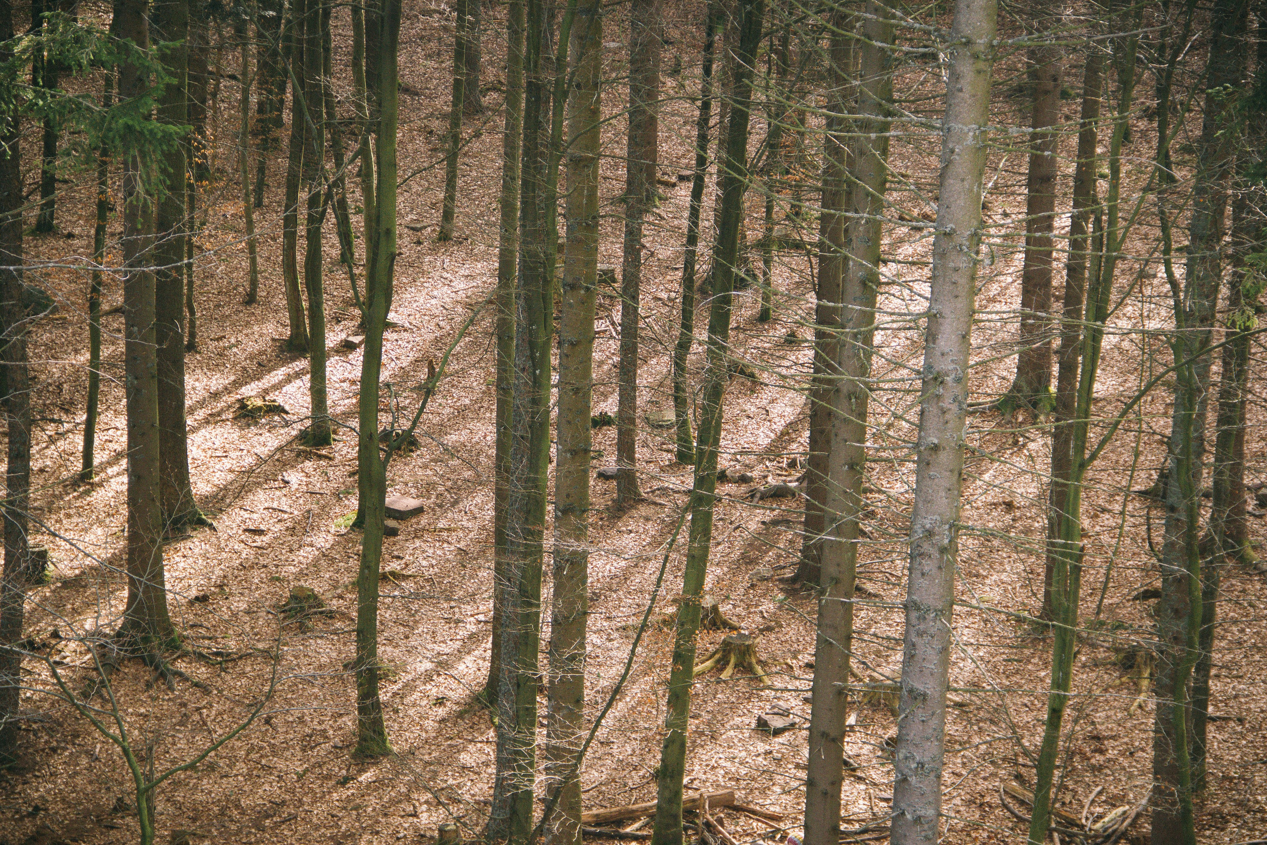 Baumwipfelpfad in Bad Wildbad. Maria Chistyakovа — Fotografin in Karlsruhe, Baden-Baden und Umgebung