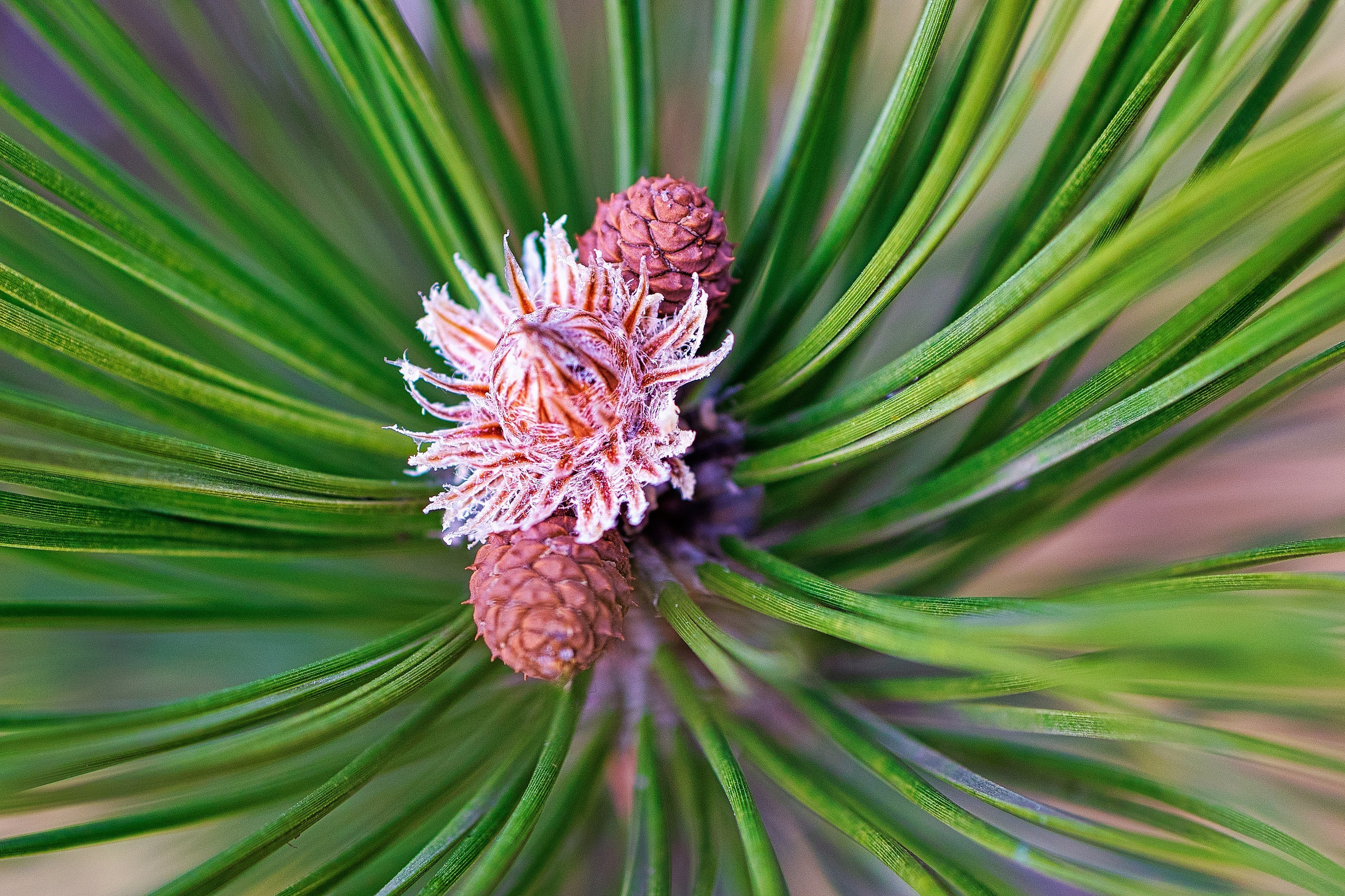 Portret bebeluș la botez realizat de Mitroi Iulian