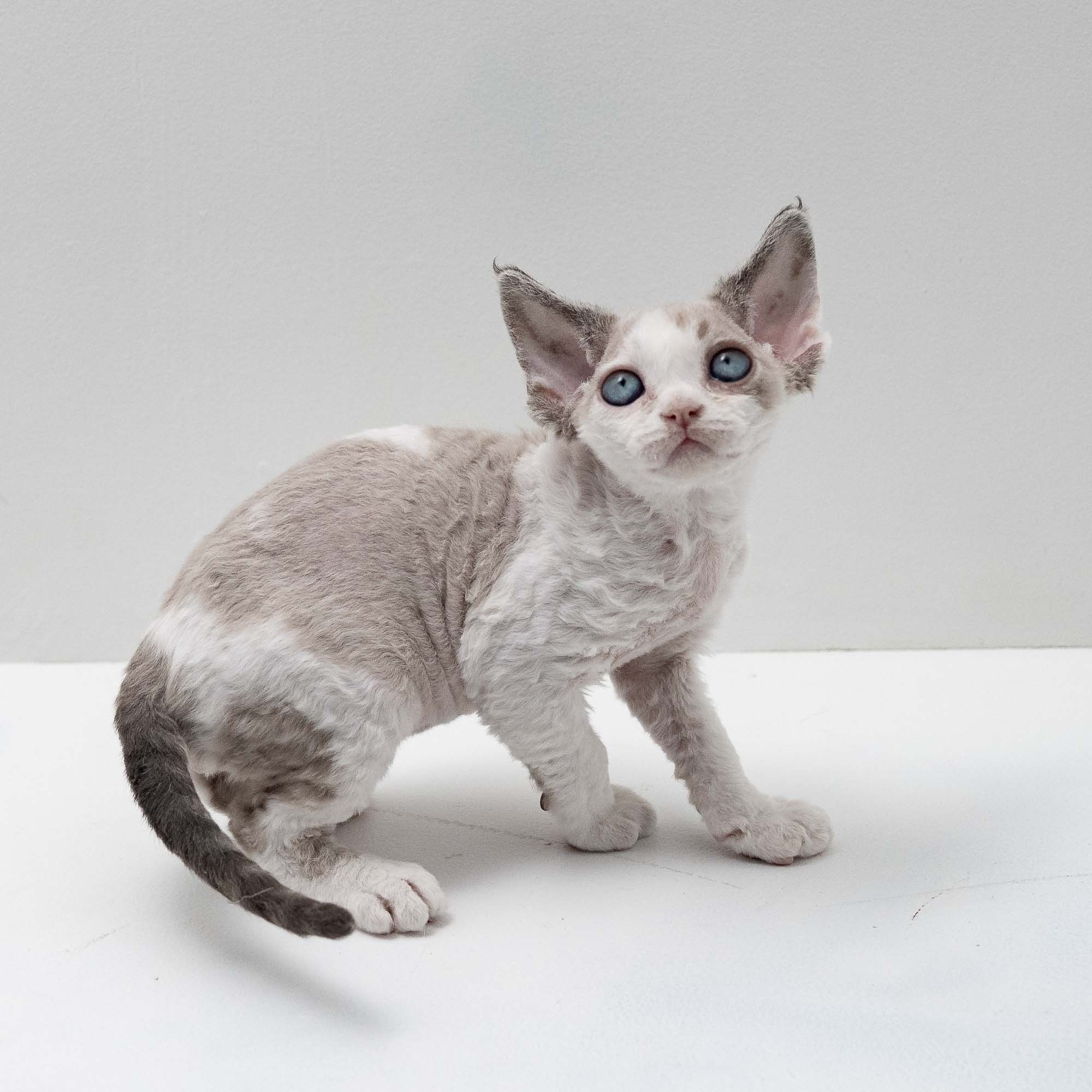 Frodo, boy, born on 01.01.25. Devon Rex Pixie Cattery