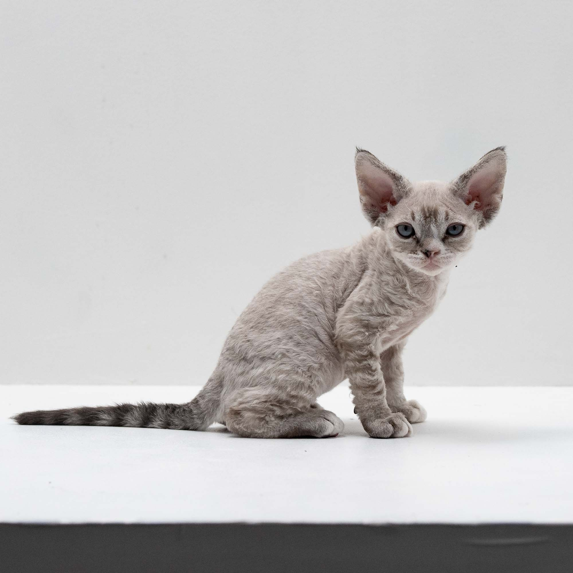 Fuzzy, boy, born on 01.01.25. Devon Rex Pixie Cattery