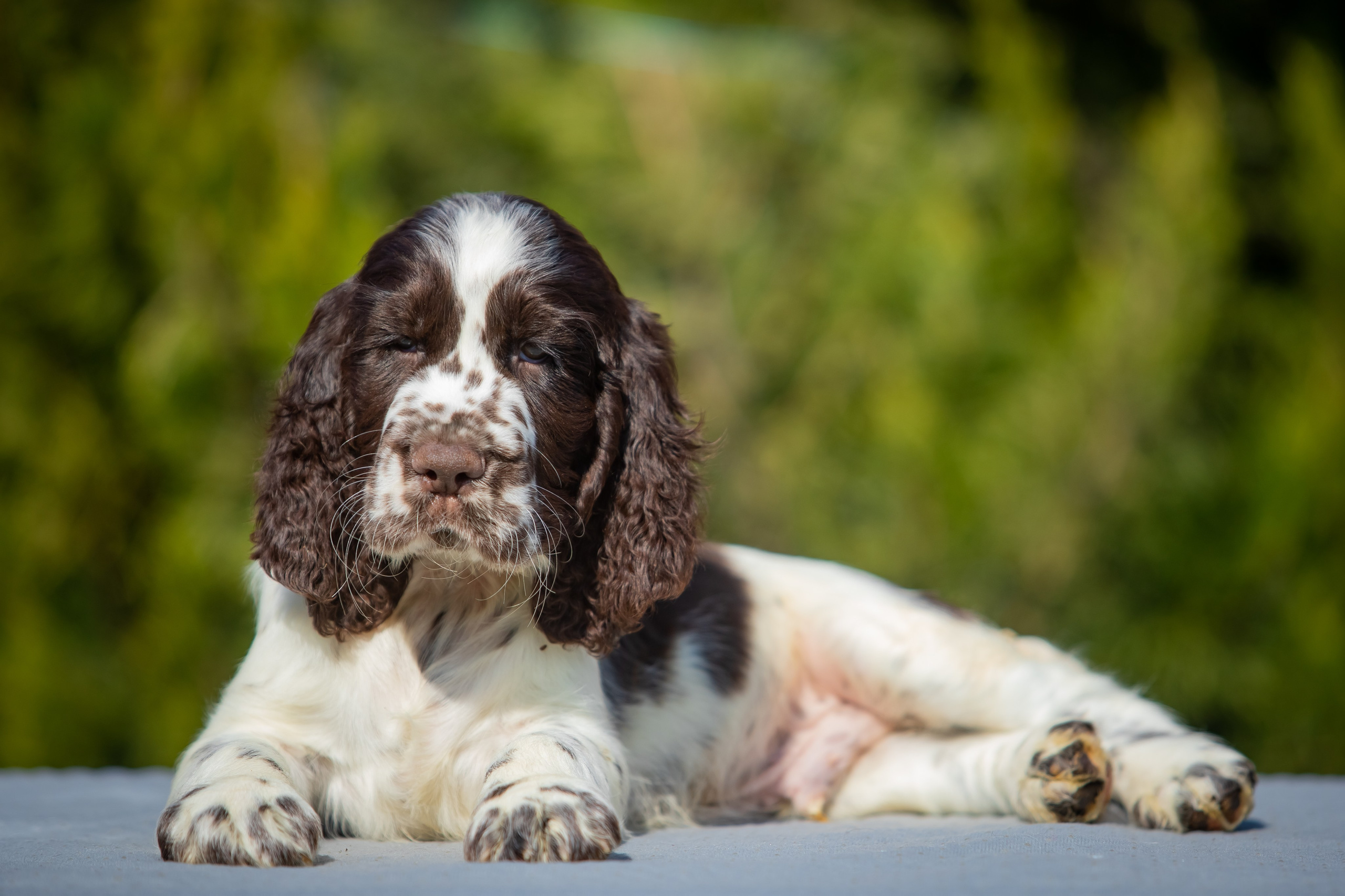 Male — Green collar 💚. Website of the titled stud dog of the Springer Spaniel breed