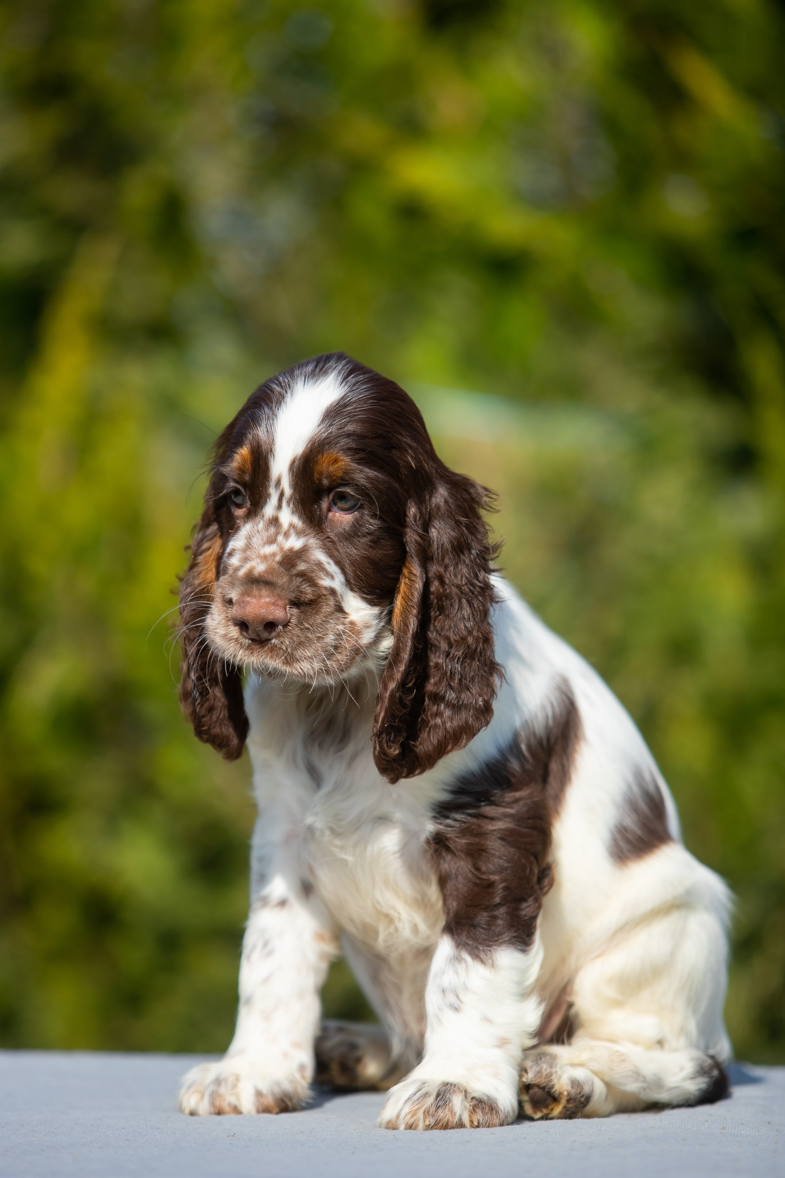 Male — Yellow collar 💛. Website of the titled stud dog of the Springer Spaniel breed