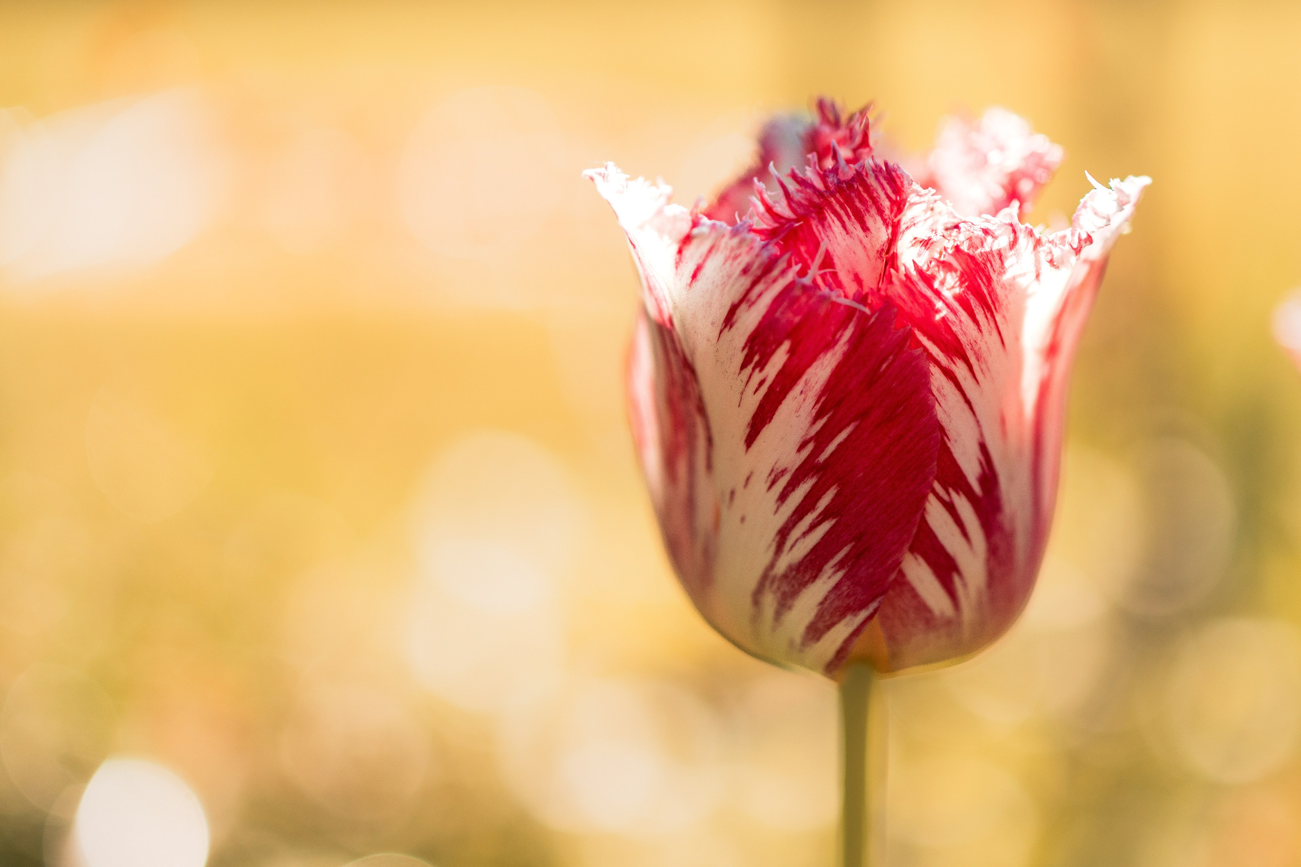 Portret bebeluș la botez realizat de Mitroi Iulian