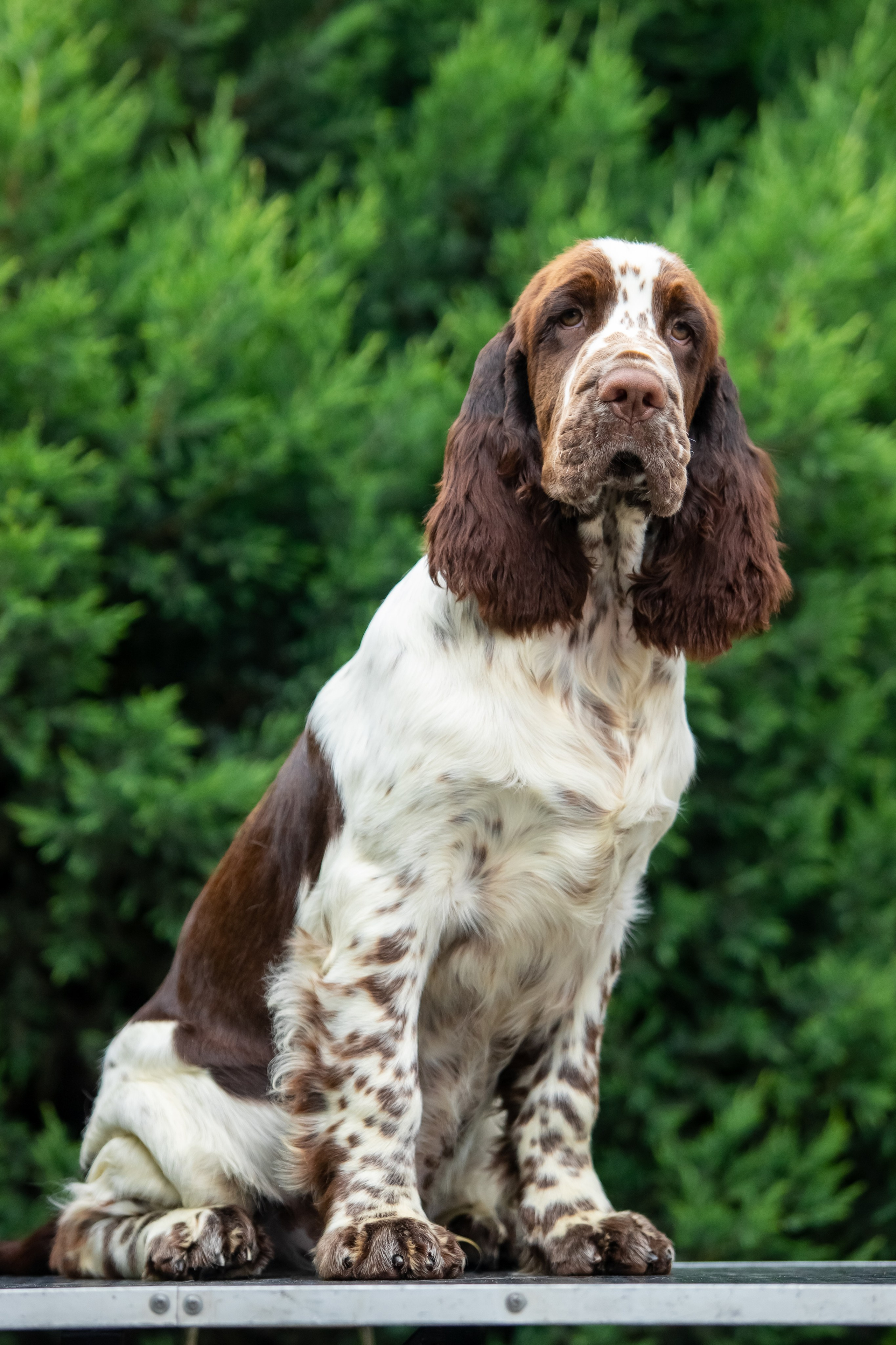 Male — Blue collar 💙. Website of the titled stud dog of the Springer Spaniel breed