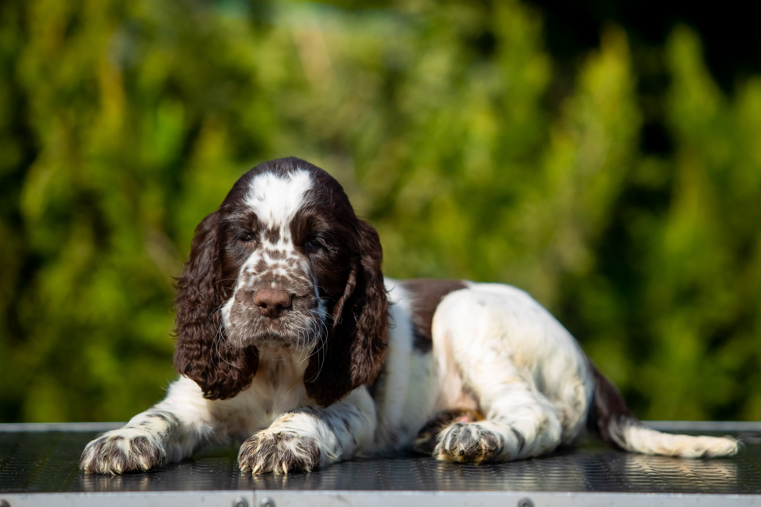 Female — Red collar ❤️. Website of the titled stud dog of the Springer Spaniel breed
