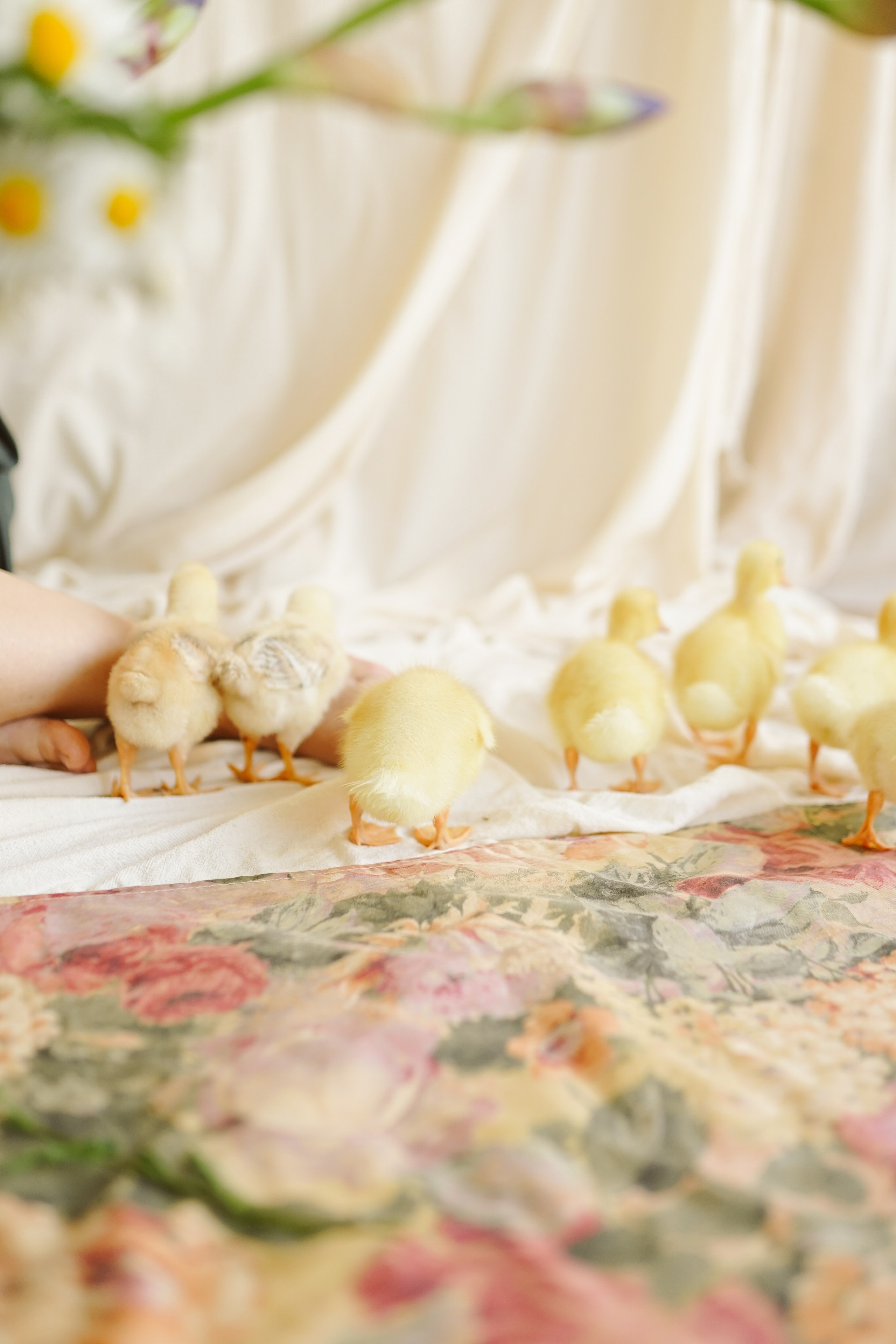 Ședințe Foto de Paște Brașov: Gălbenuș | Mădălina Beda. Madalina Beda- Artist vizual, fotograf, doula la nastere, consultant babywearing Brasov si in toata tara