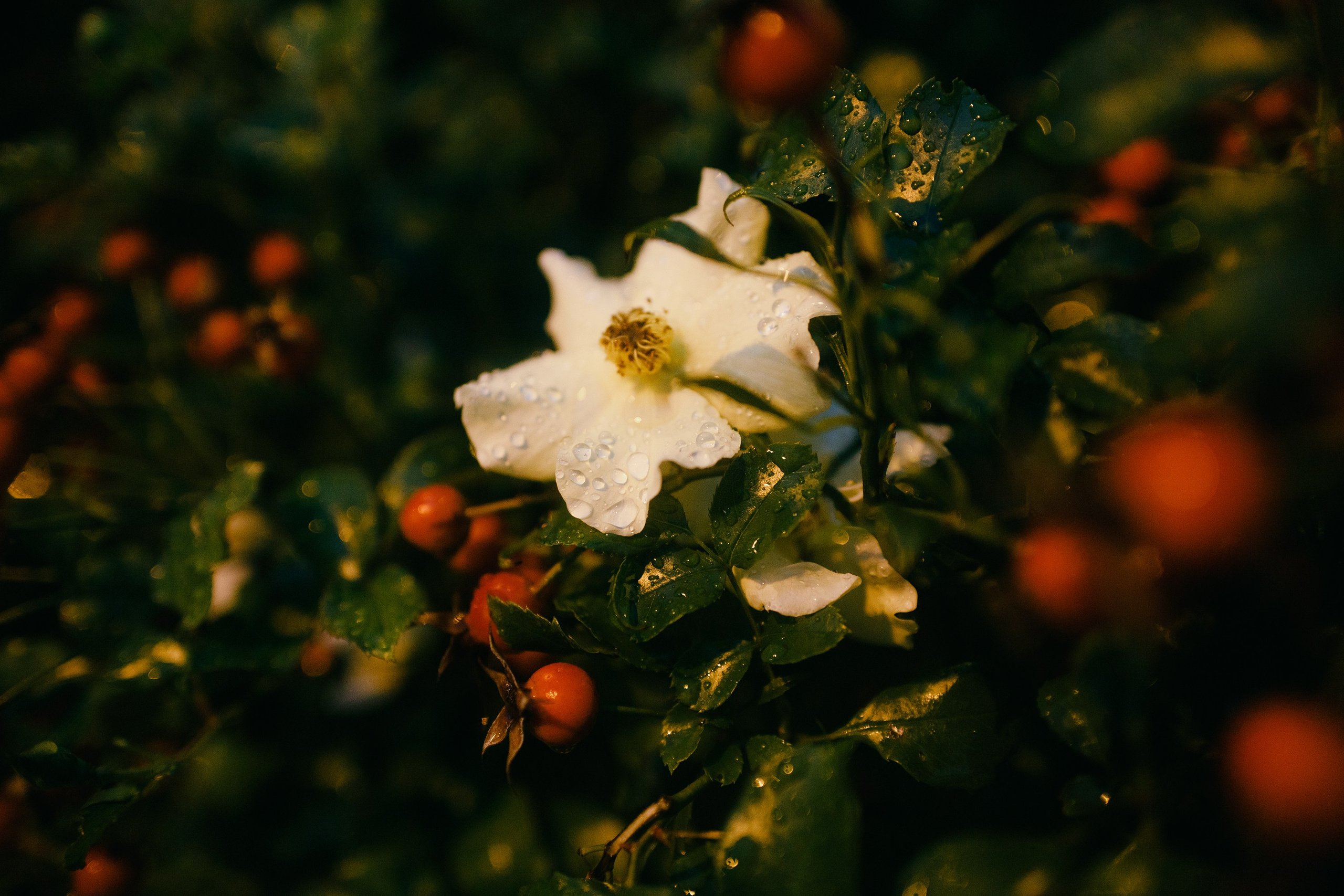 Night rainy Wroclaw. Kaja | fotograf psów we Wrocławiu