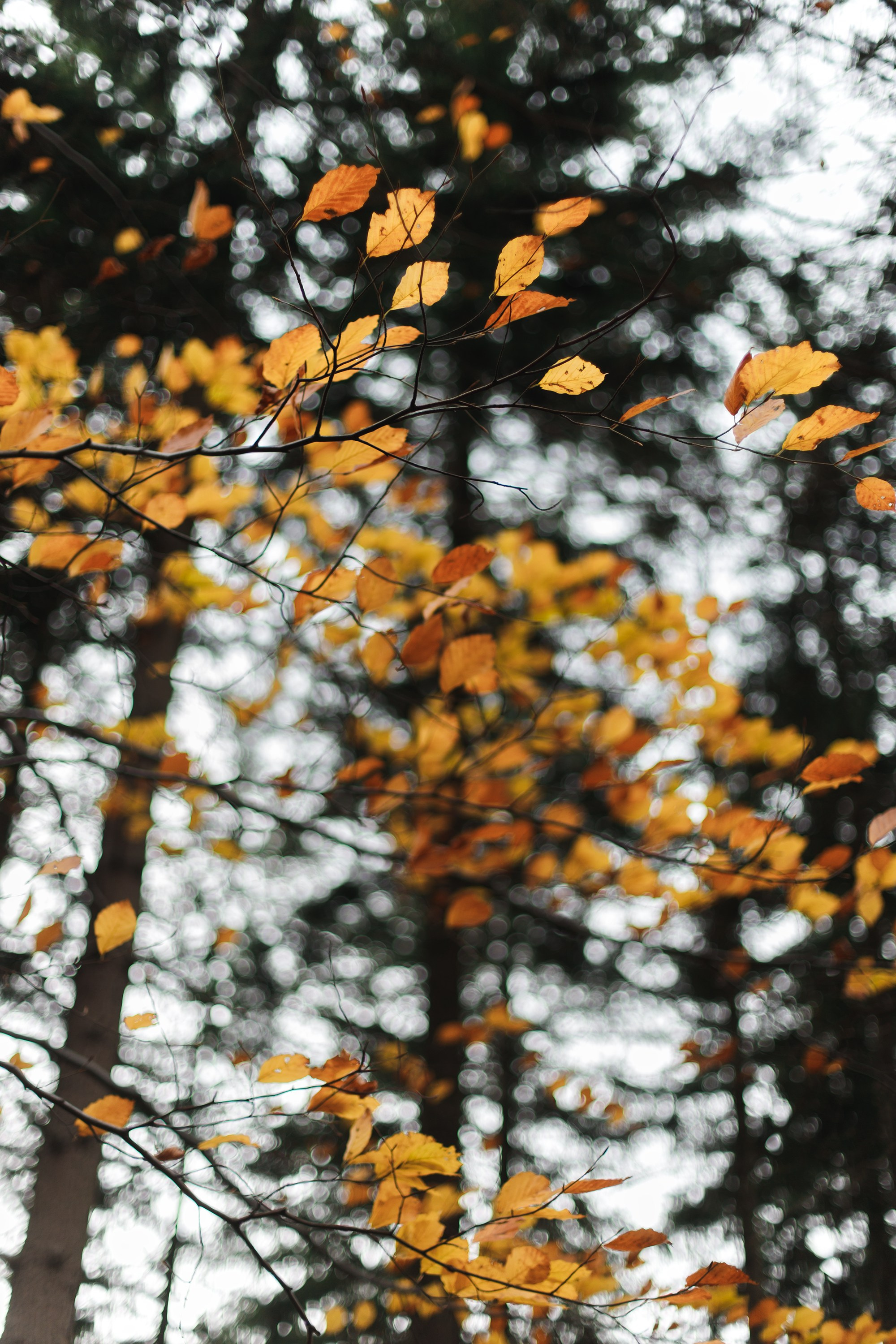 Sowie góry. Kaja | fotograf we Wrocławiu | ludzie i psy