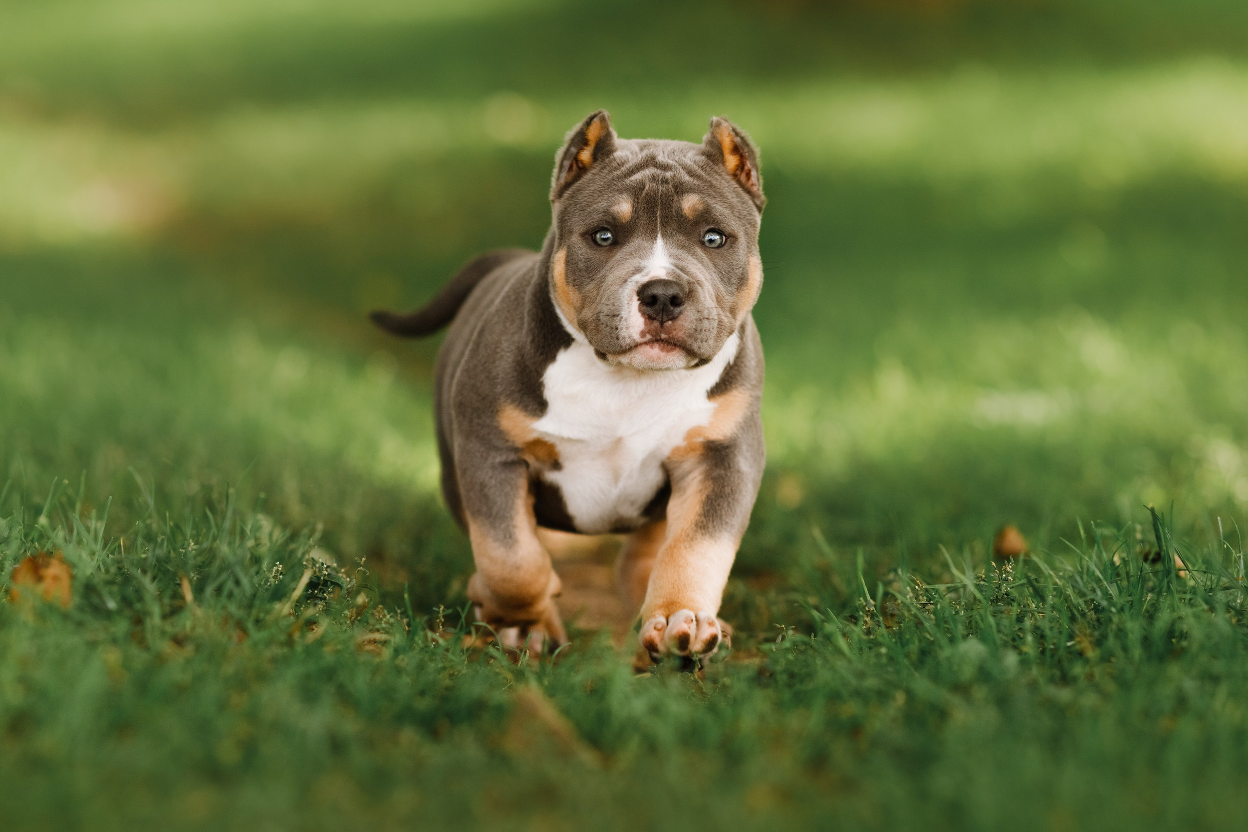 Bullie puppies. Kaja | fotograf we Wrocławiu | ludzie i psy