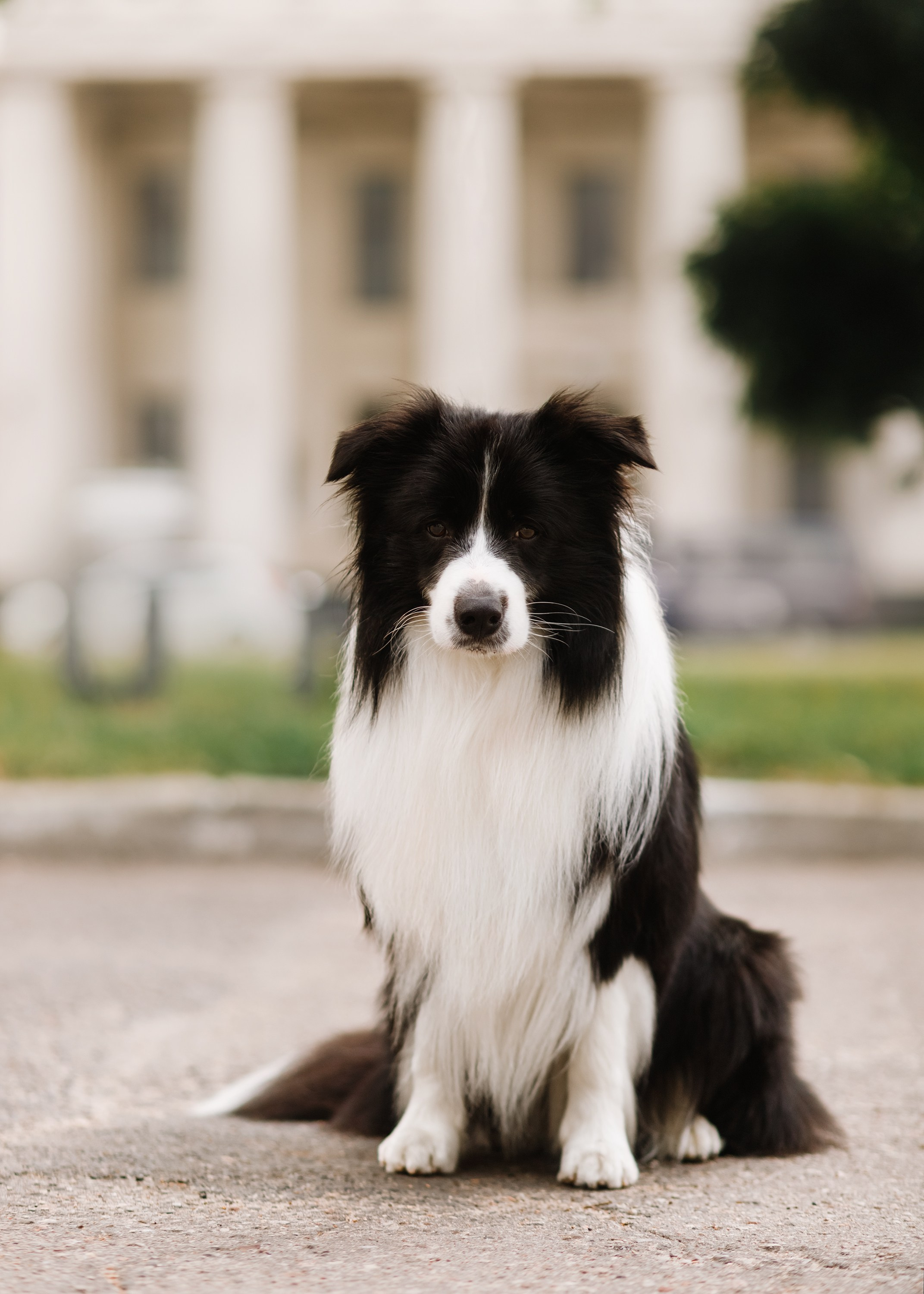 Evgenia & Richard. Kaja | fotograf we Wrocławiu | ludzie i psy