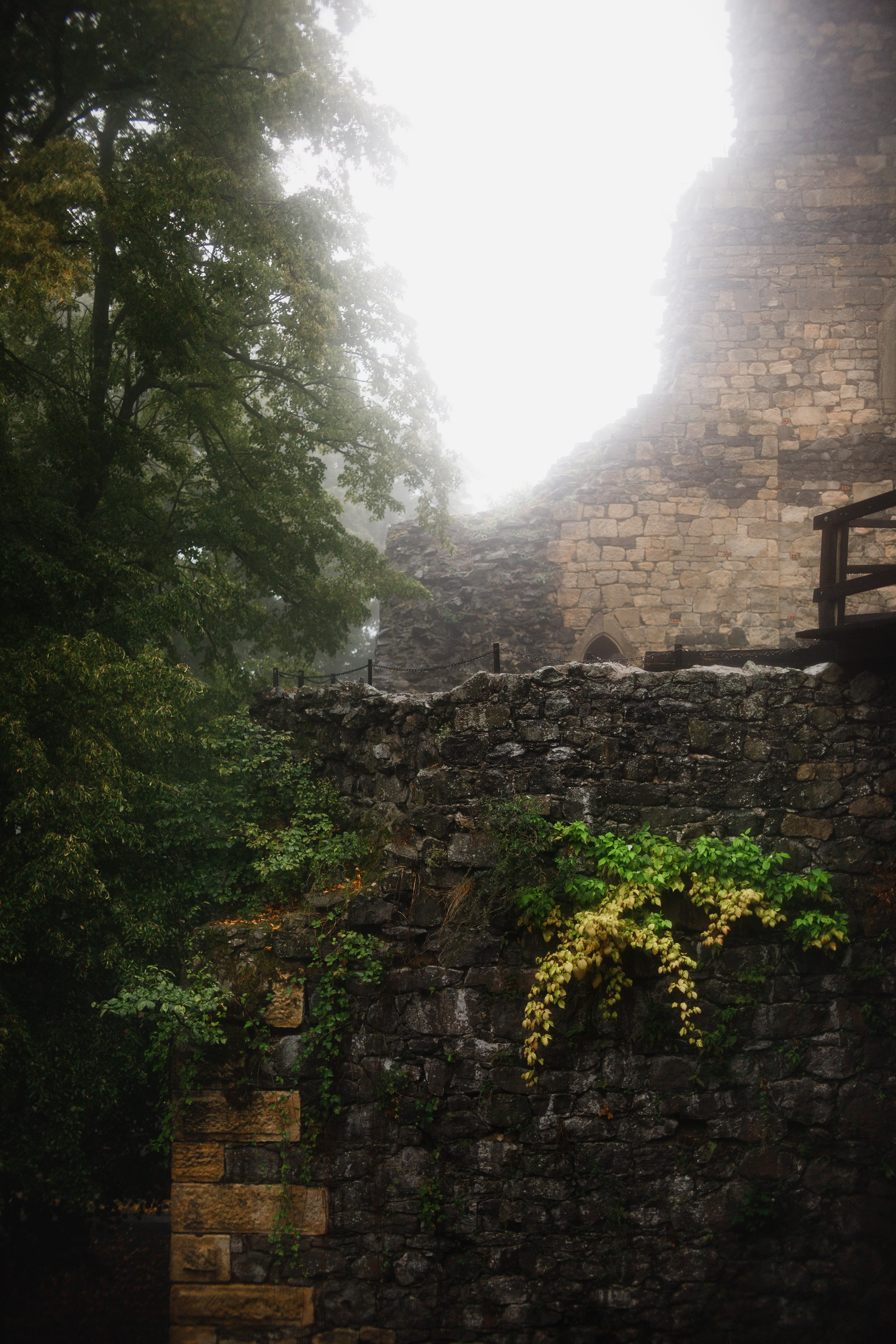 Zamek Grodziec. Kaja | fotograf psów we Wrocławiu