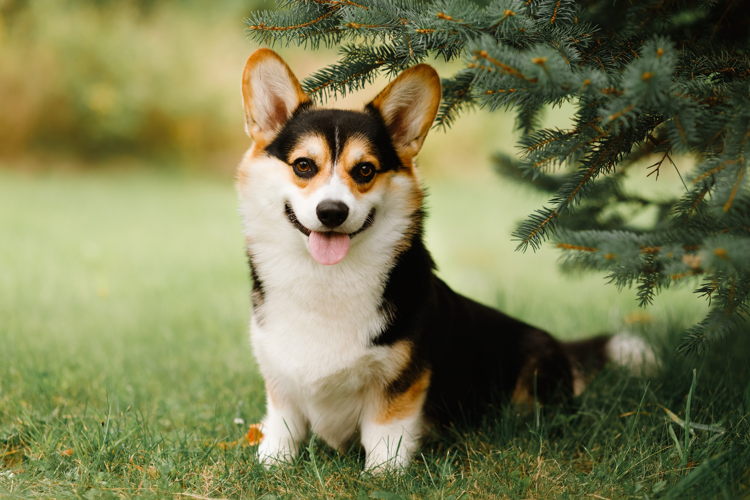 Summer photo day for dog handler. Kaja | fotograf we Wrocławiu | ludzie i psy