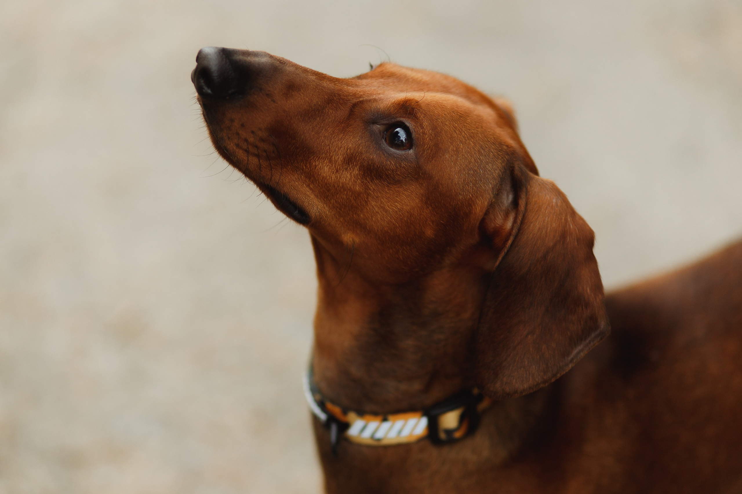 Ania, Franek & Vincent. Kaja | fotograf psów we Wrocławiu