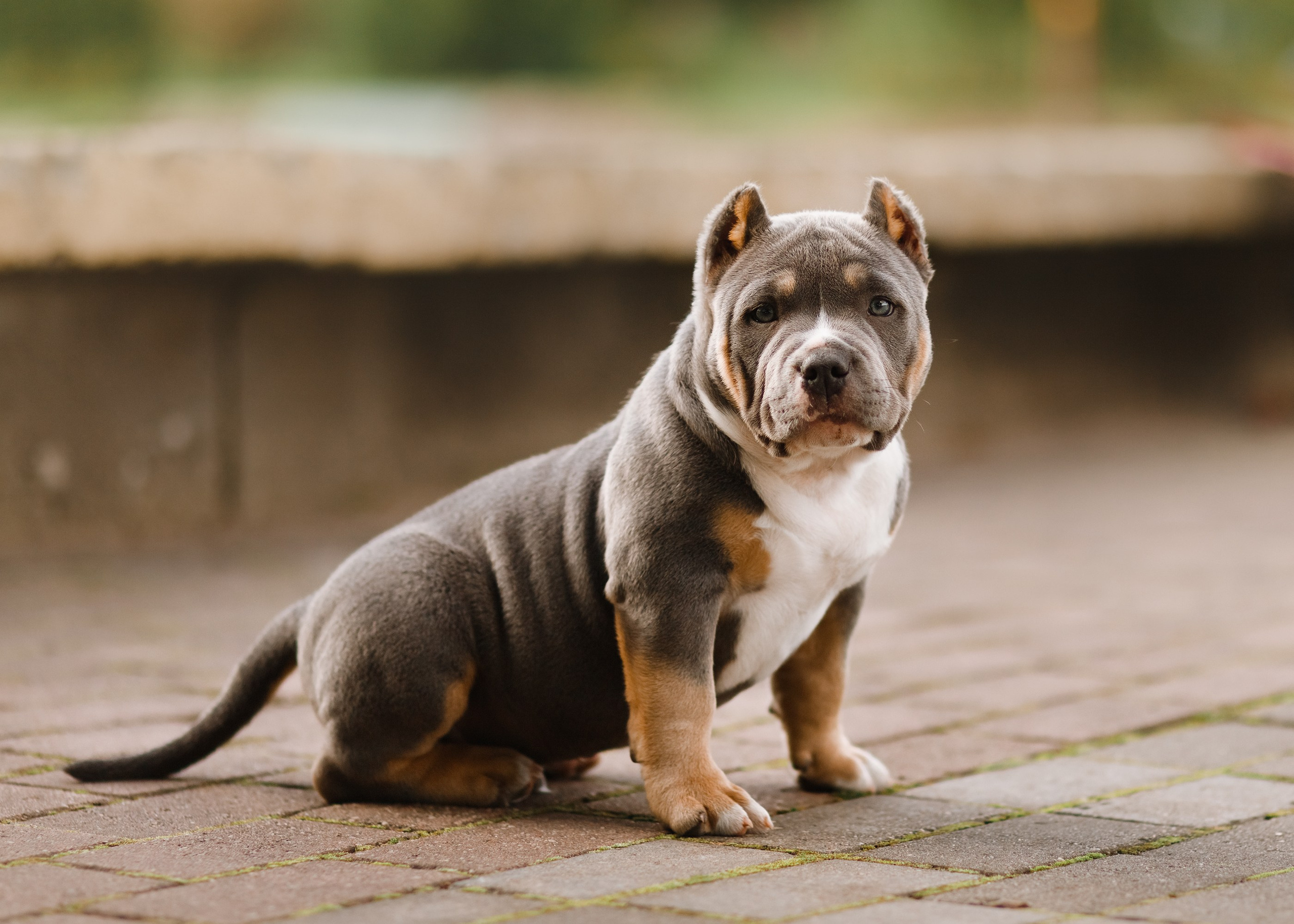 Bullie puppies. Kaja | fotograf we Wrocławiu | ludzie i psy