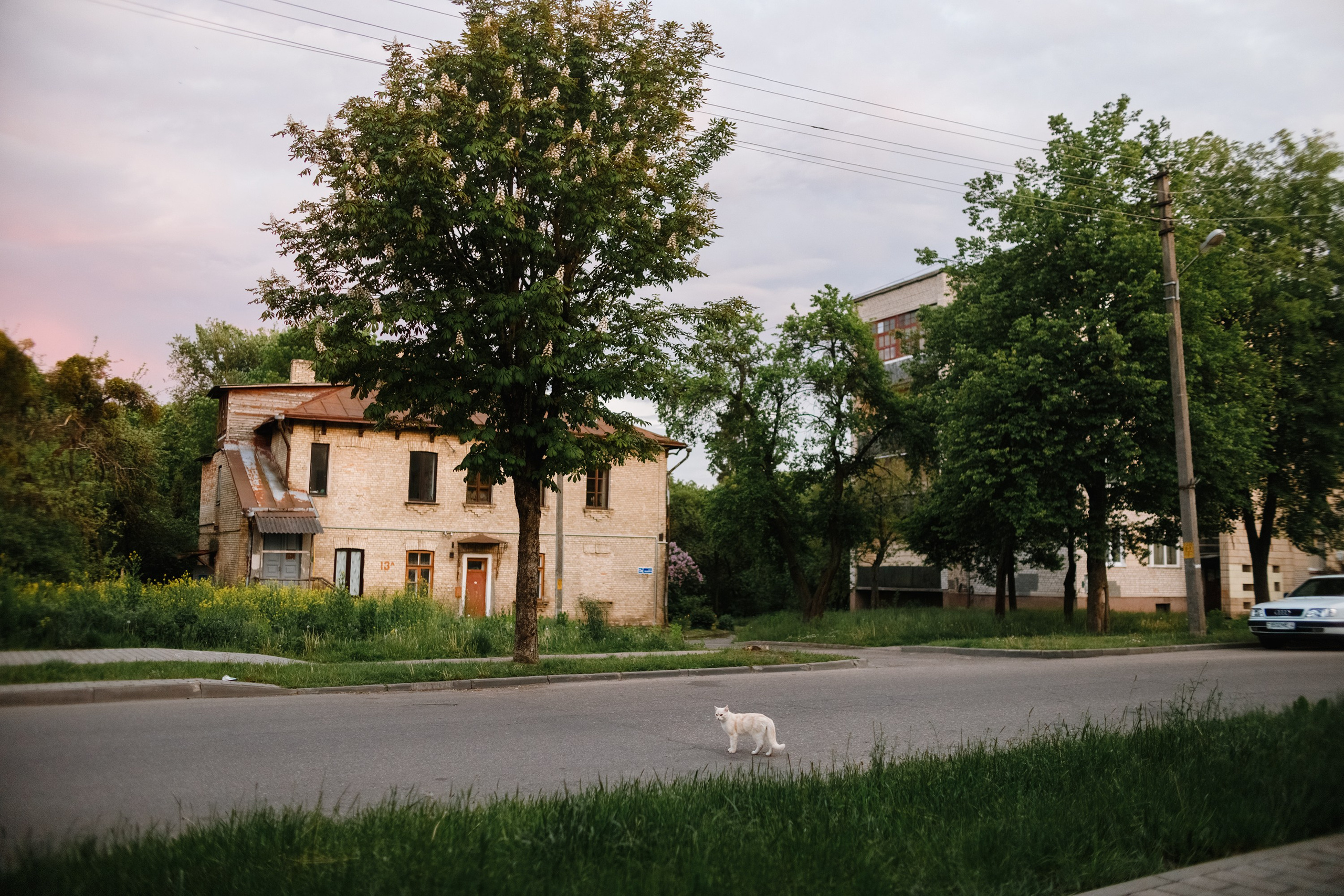 Grodno. Kaja | fotograf we Wrocławiu | ludzie i psy