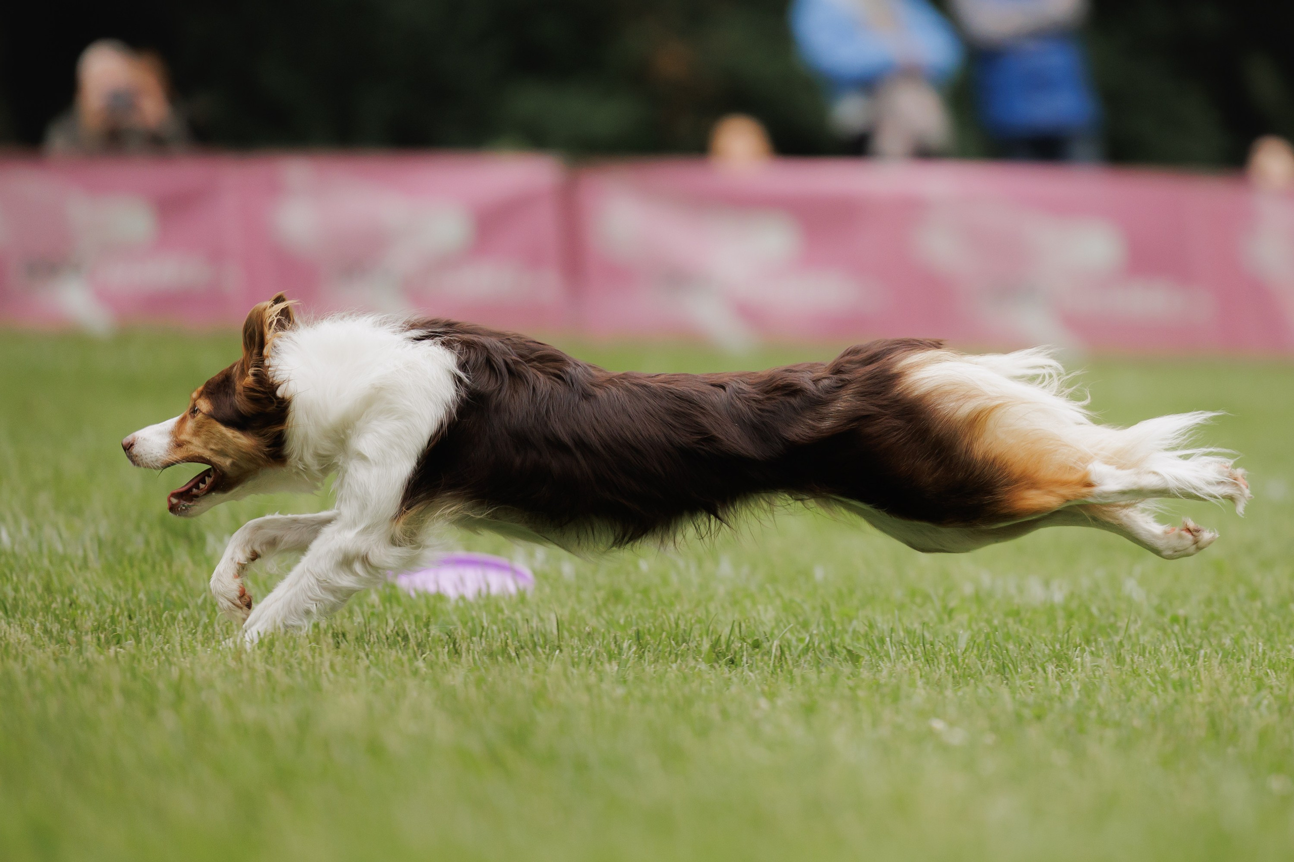 Latające psy, Wrocław'25. Kaja | fotograf psów we Wrocławiu