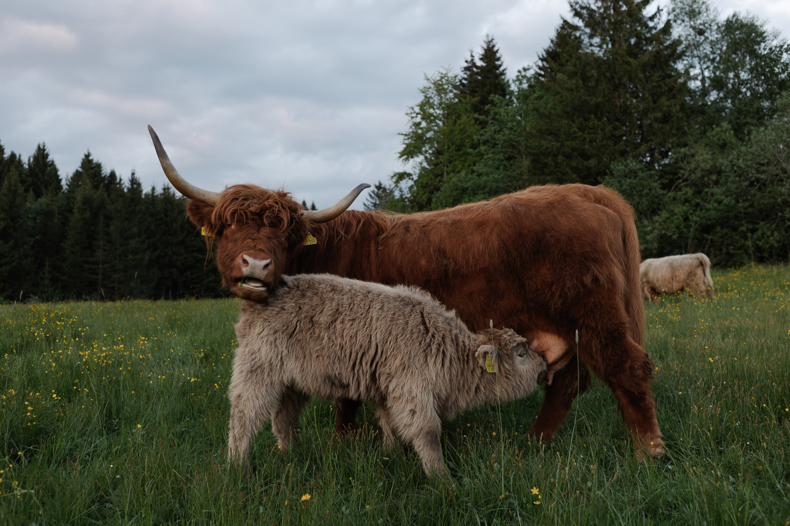 Reportage-Shooting. Fotografin Larysa Chepurko| Füssen| Garmisch-Partenkirchen| Weilheim| Schongau| Murnau| München | Hochzeitsfotograf Füssen | Larysa Photo