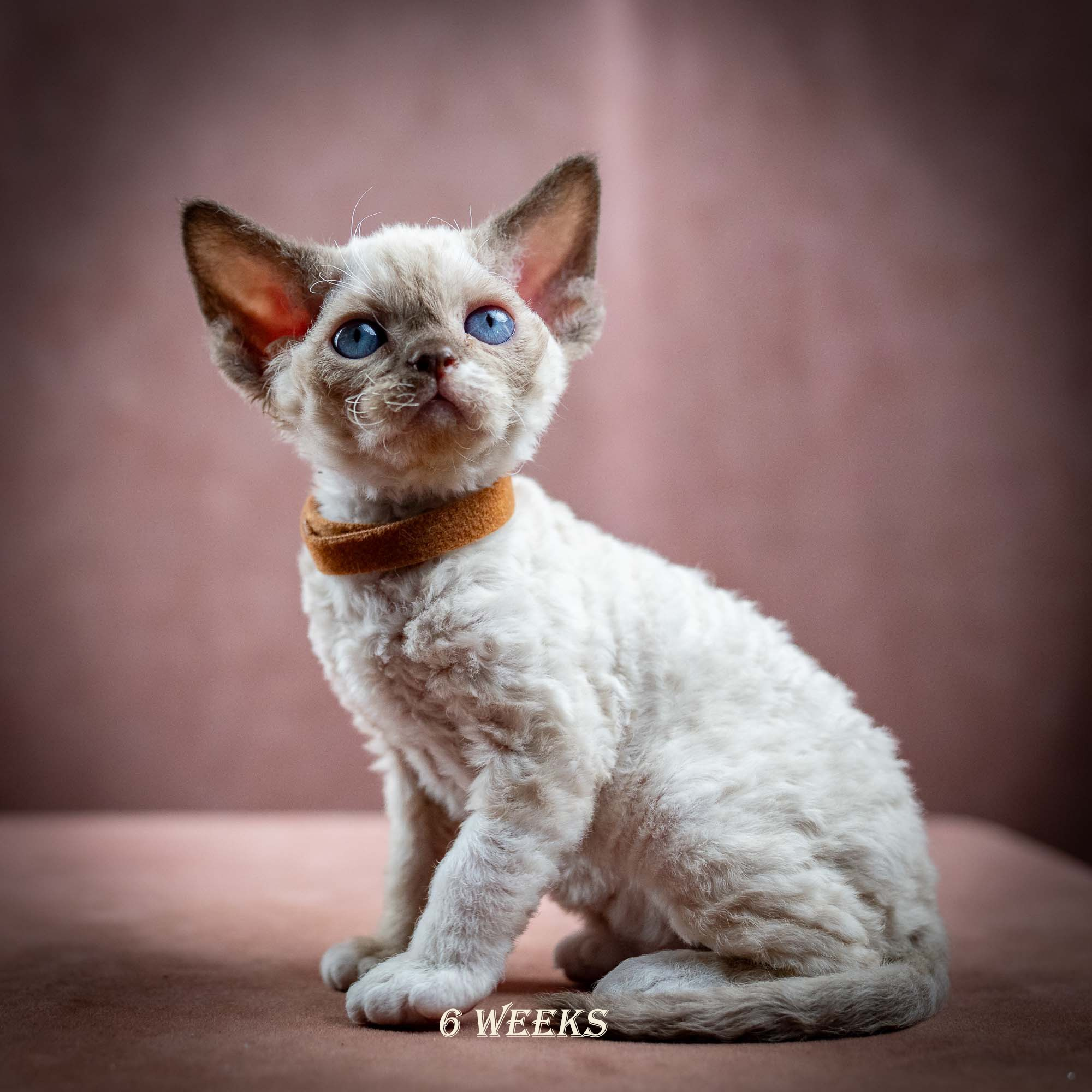 Indy, boy, born 06.01.2025. Devon Rex Pixie Cattery