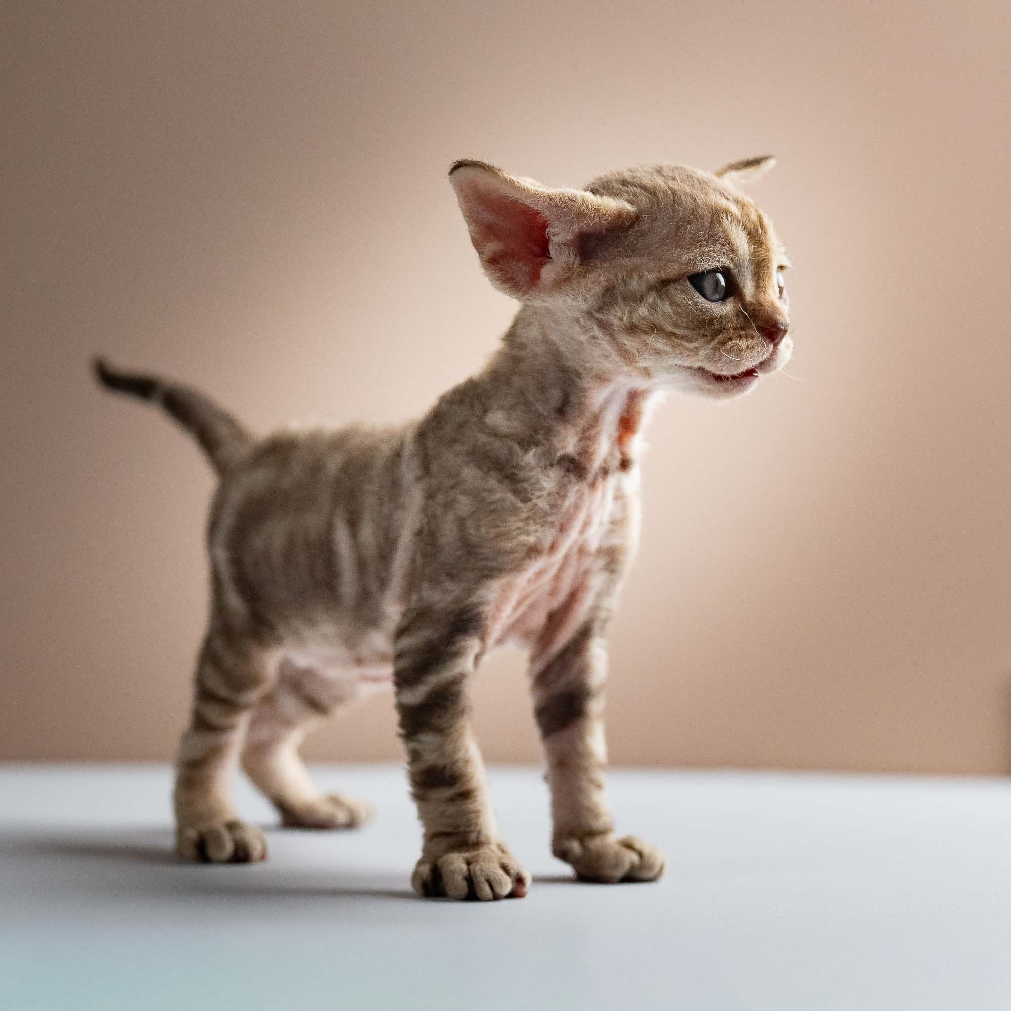 Sirius, boy, born 05.15.26. Devon Rex Pixie Cattery