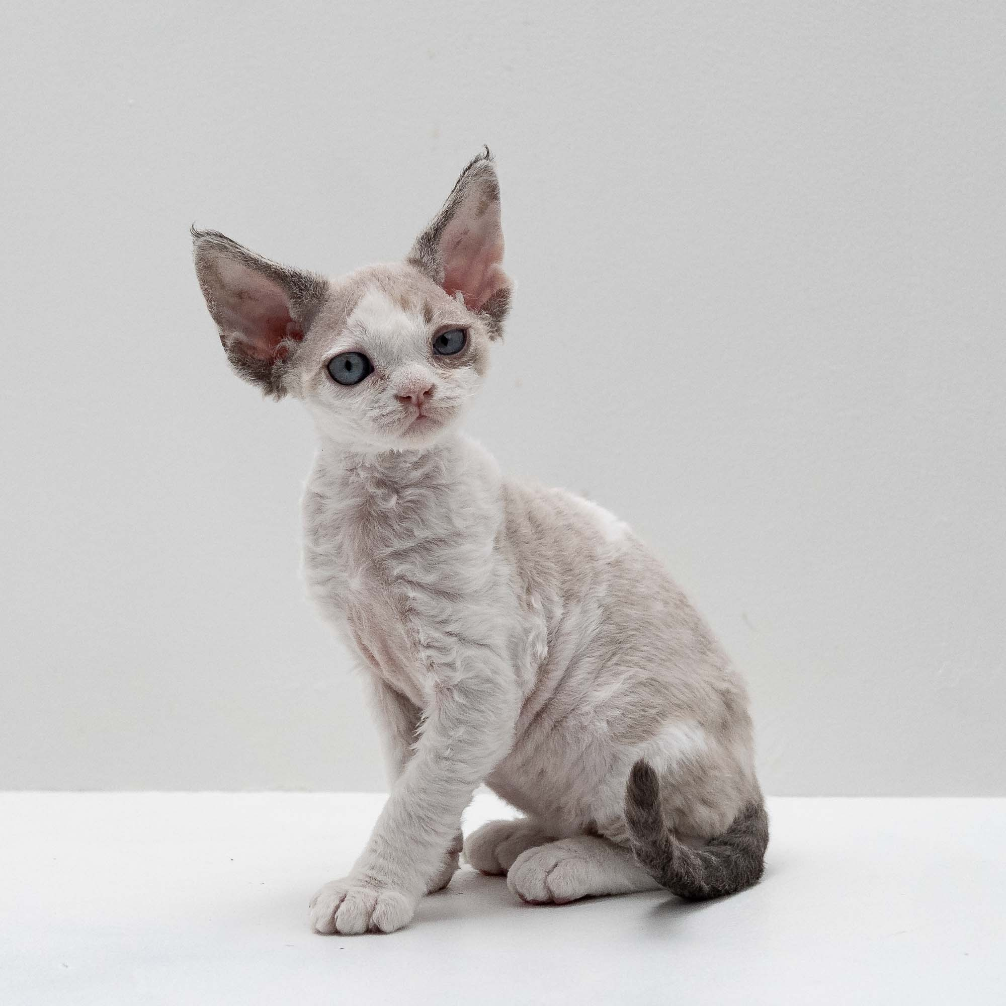 Frodo, boy, born on 01.01.25. Devon Rex Pixie Cattery
