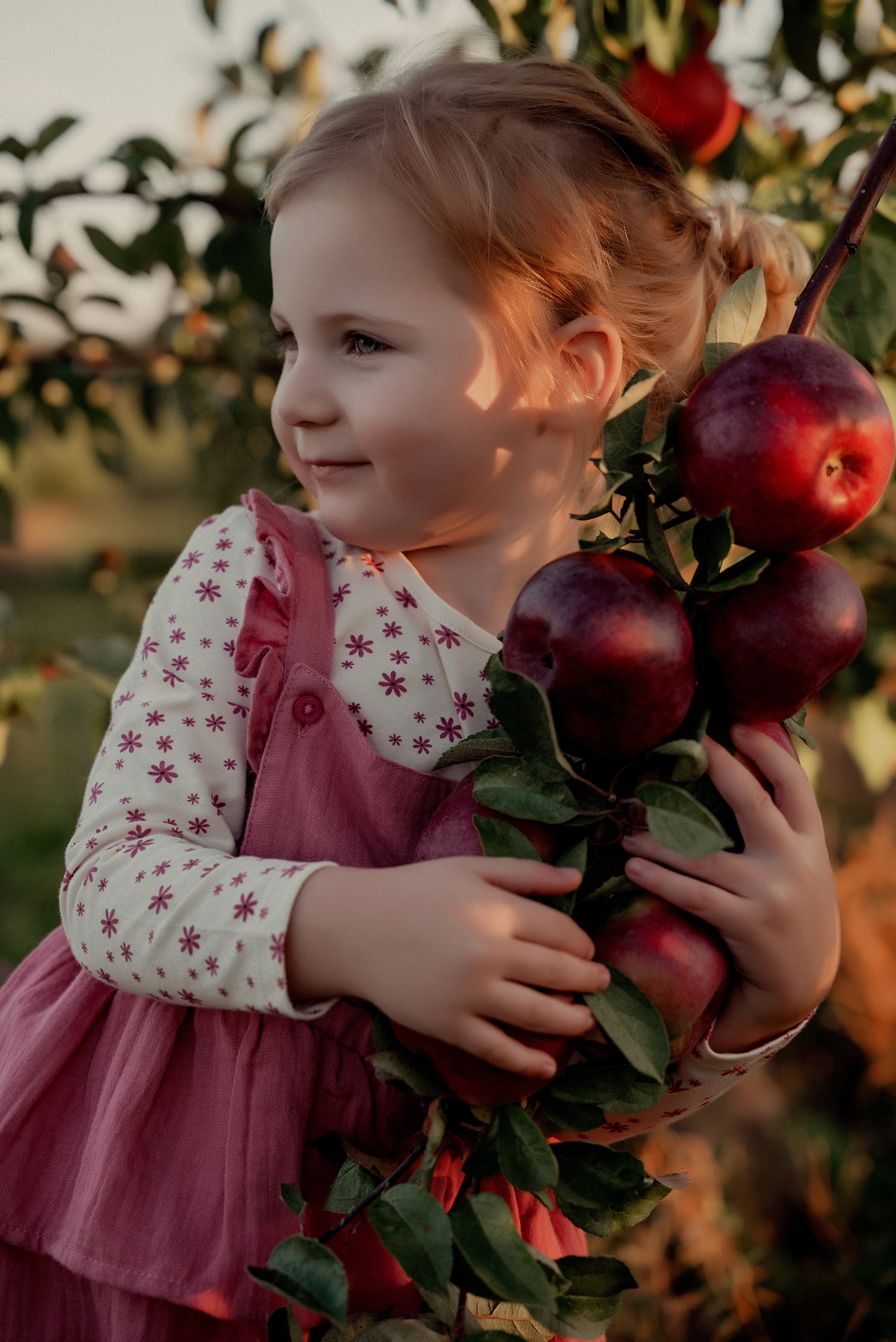 Яблочное настроение. Ваш фотограф в Латгалии — Александра Юхневича!