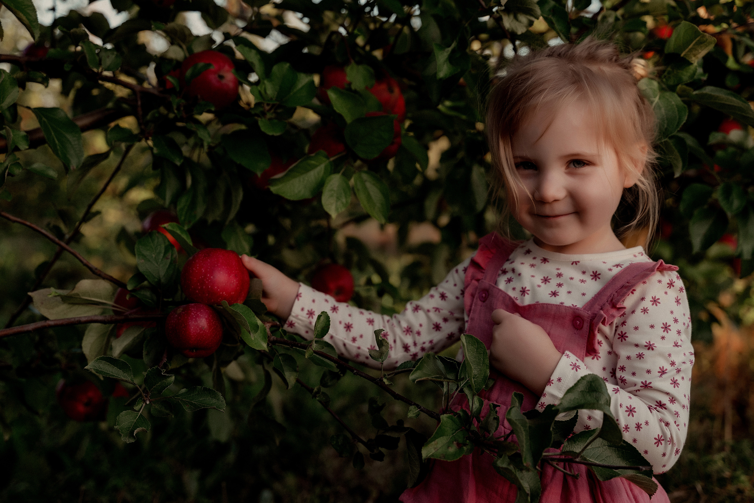 Яблочное настроение. Ваш фотограф в Латгалии — Александра Юхневича!