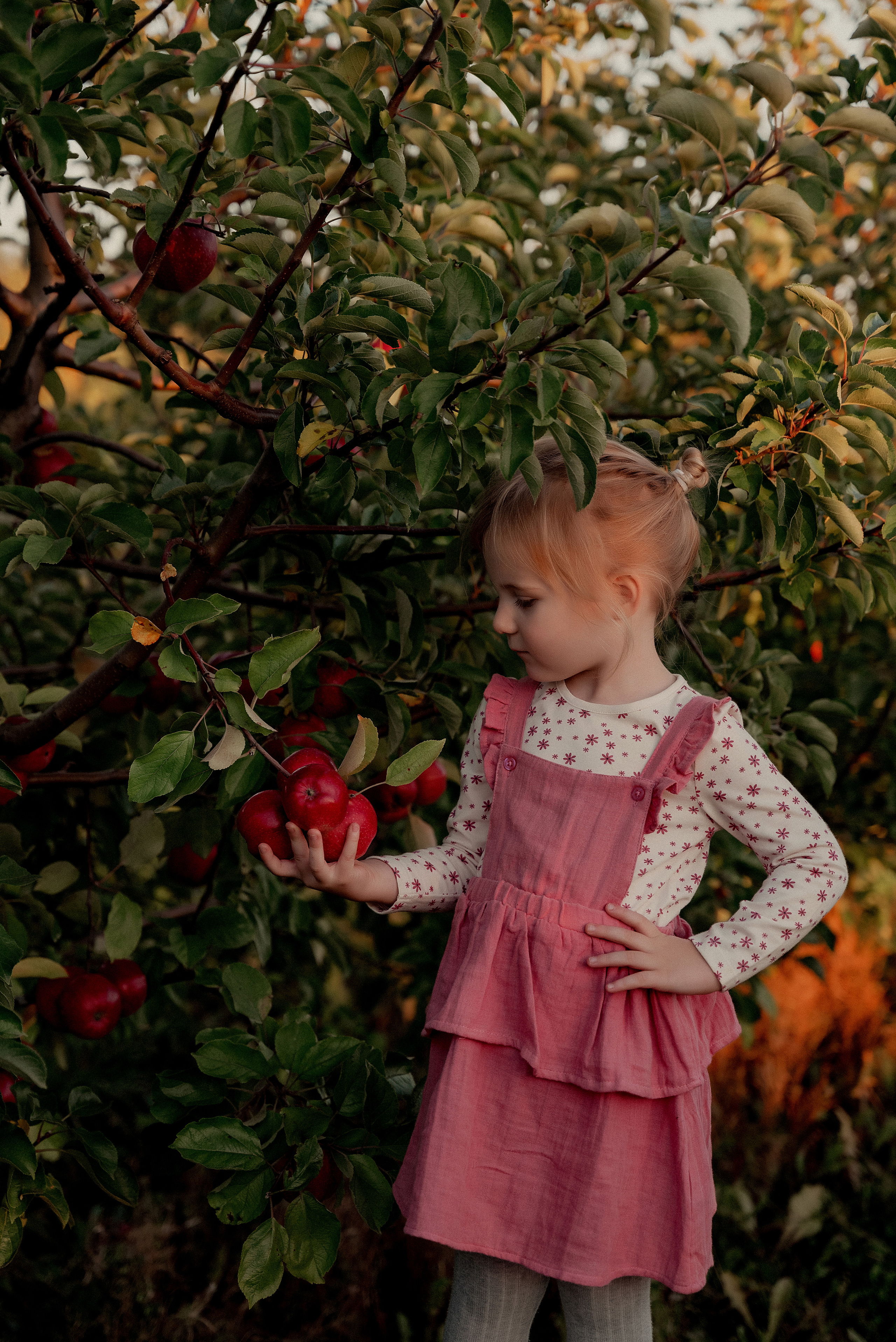 Яблочное настроение. Ваш фотограф в Латгалии — Александра Юхневича!