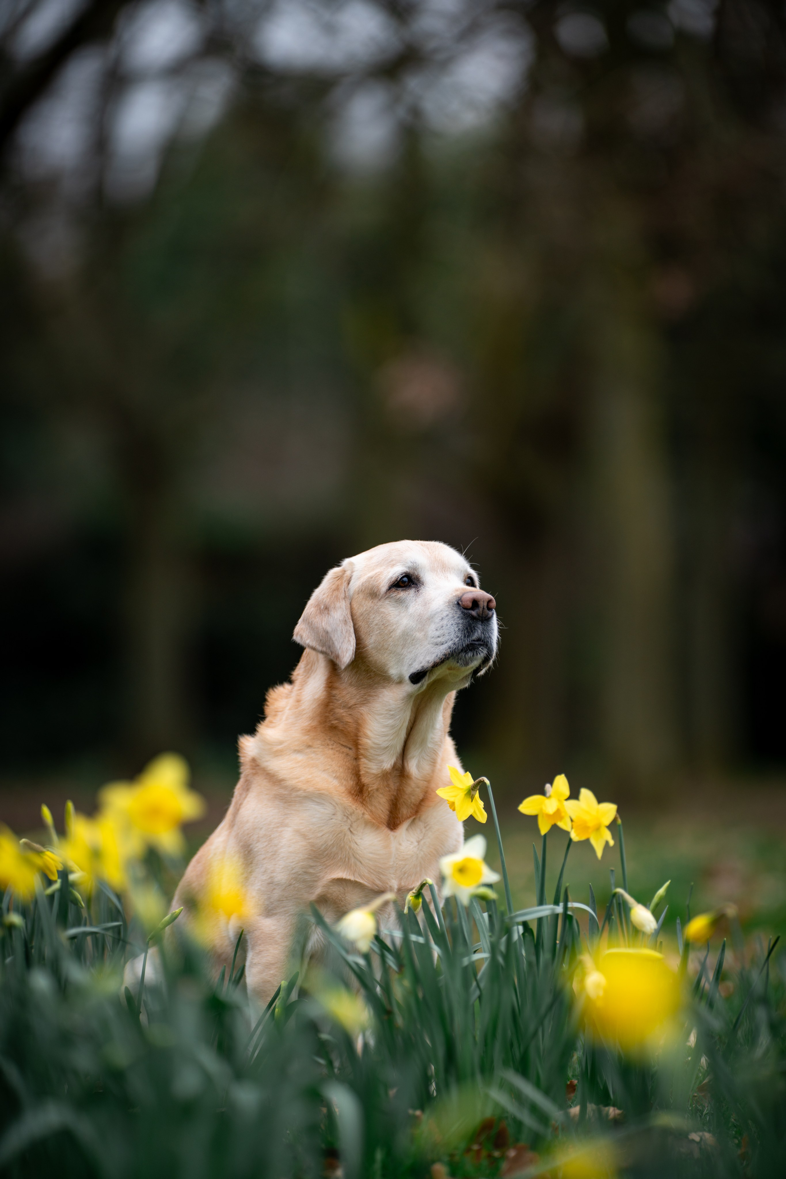 Canine. Leicestershire Equine Photography by El | Authentic Equine Portraits & Events