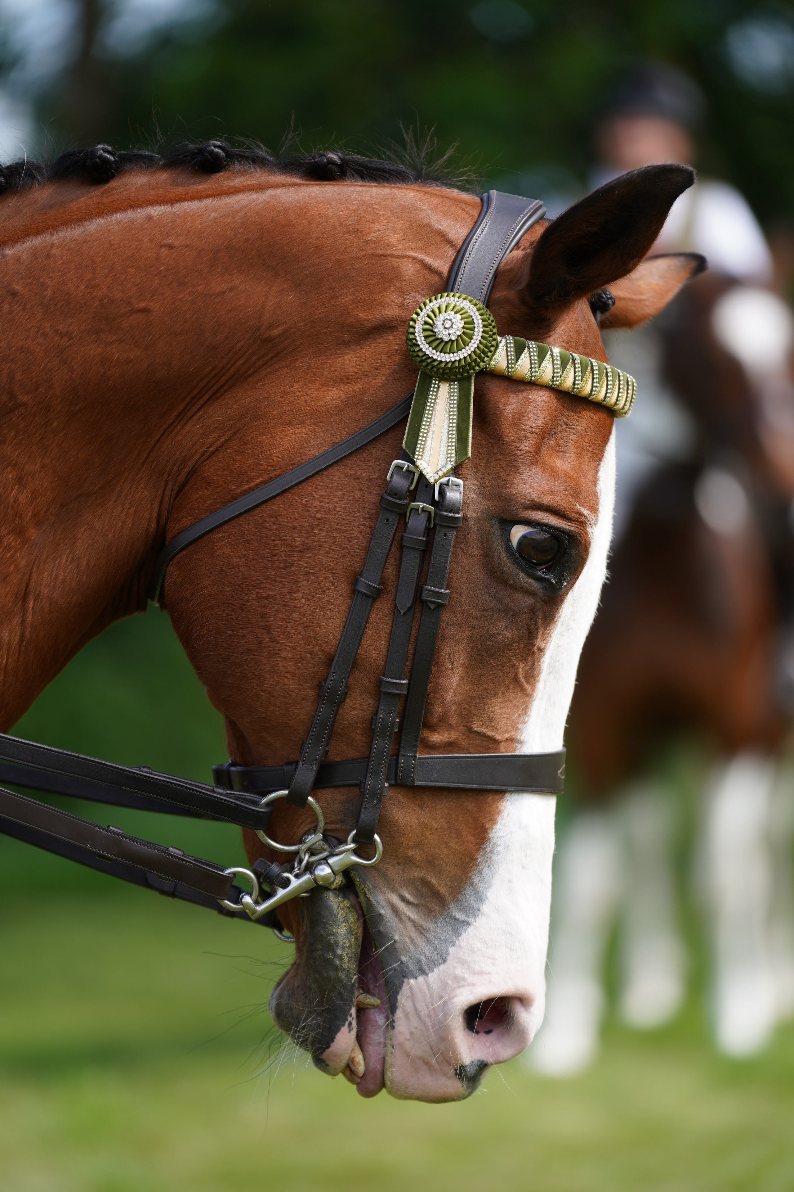 Headshots. Leicestershire Equine Photography by El | Authentic Equine Portraits & Events