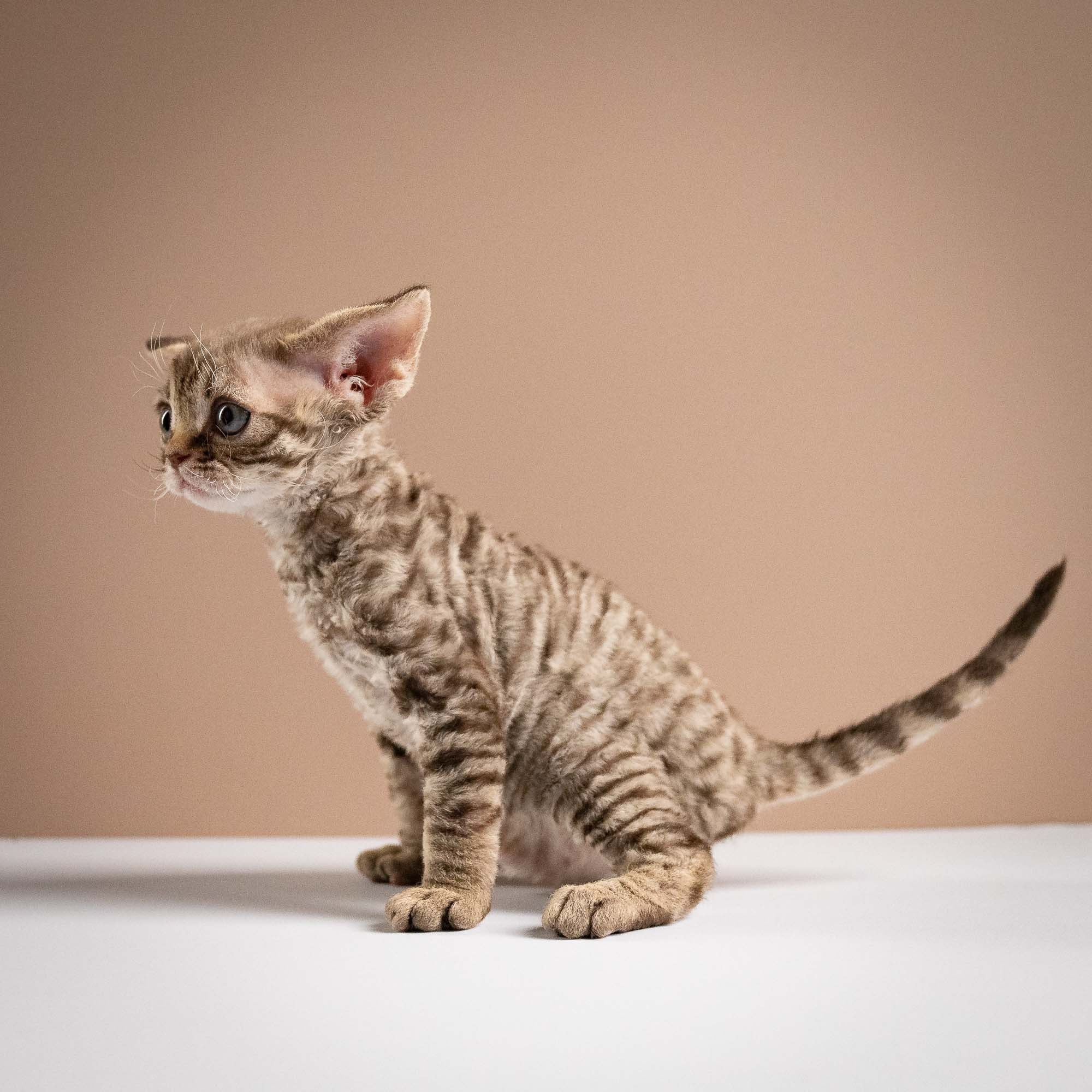 Ostap, boy, born 02.08.26. Devon Rex Pixie Cattery