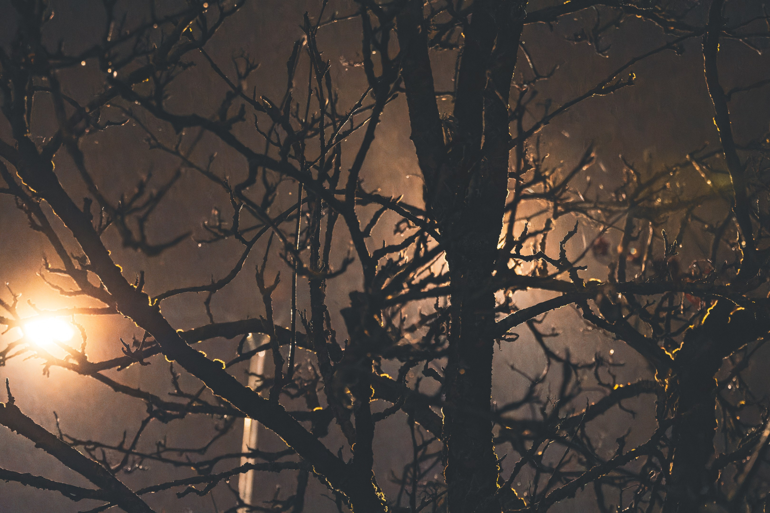 Eelmine öö. Nebula 25 — Fotod teie hingele