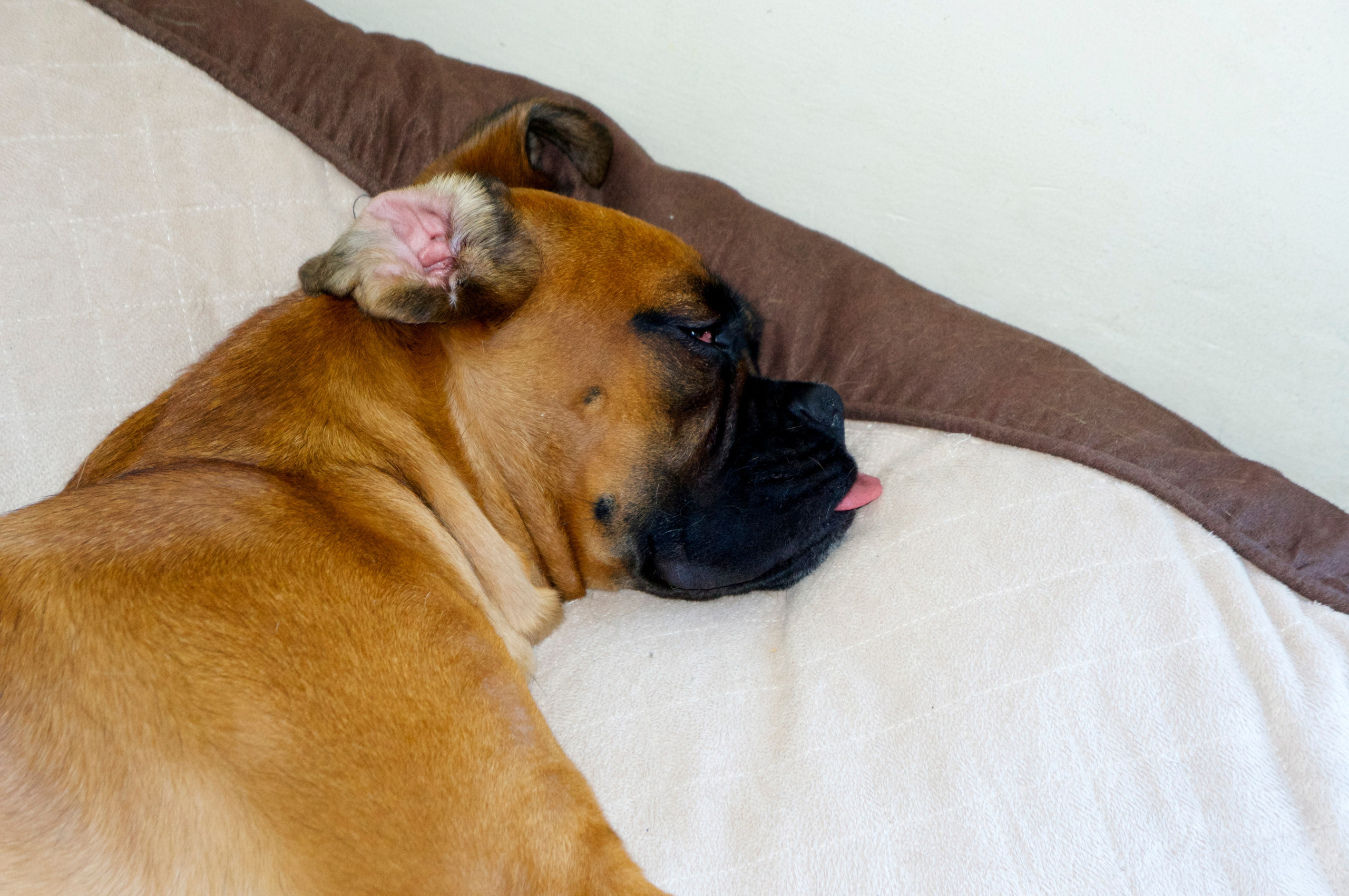 My ״Star״ Boxer Dog