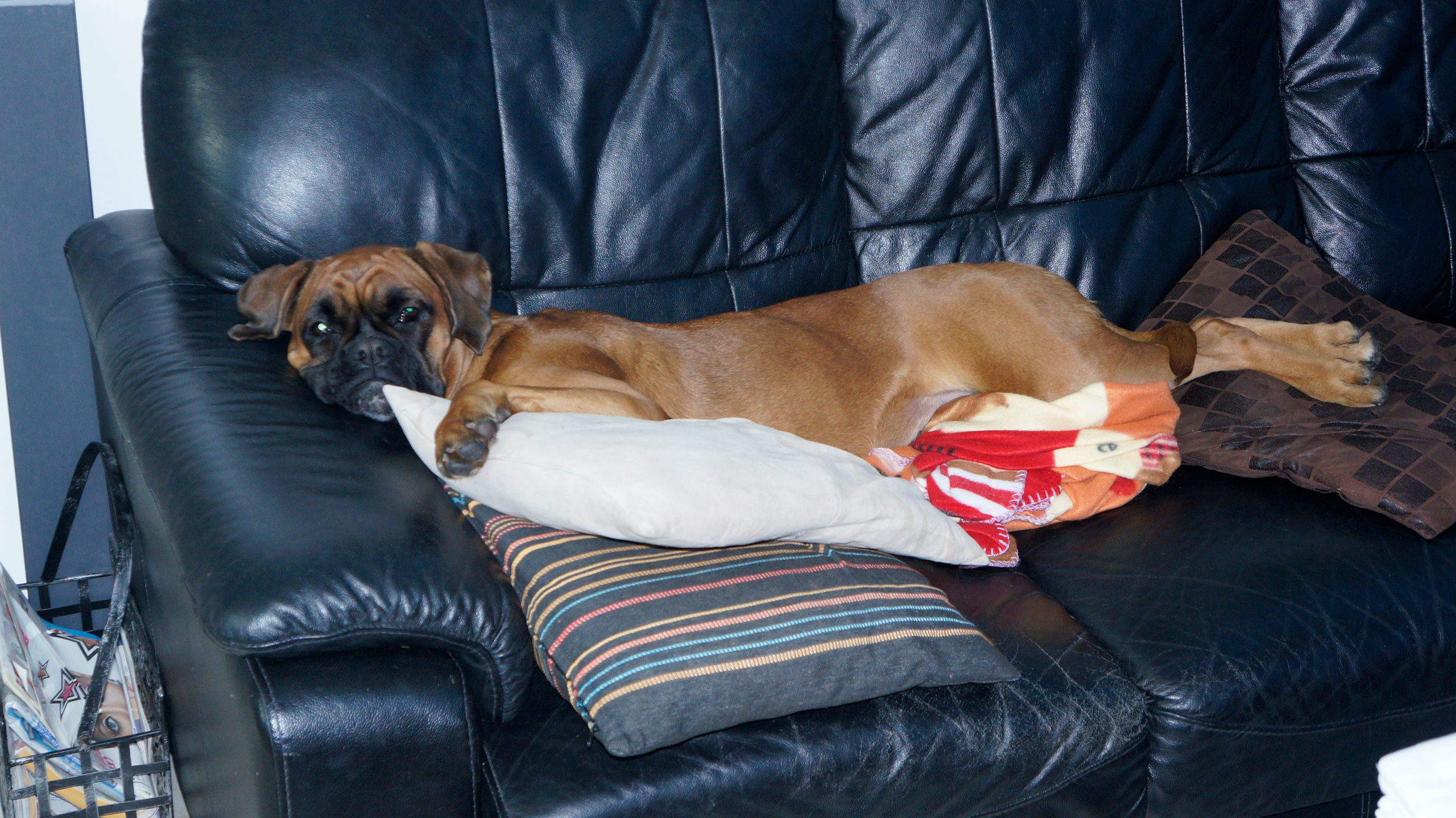 My ״Star״ Boxer Dog