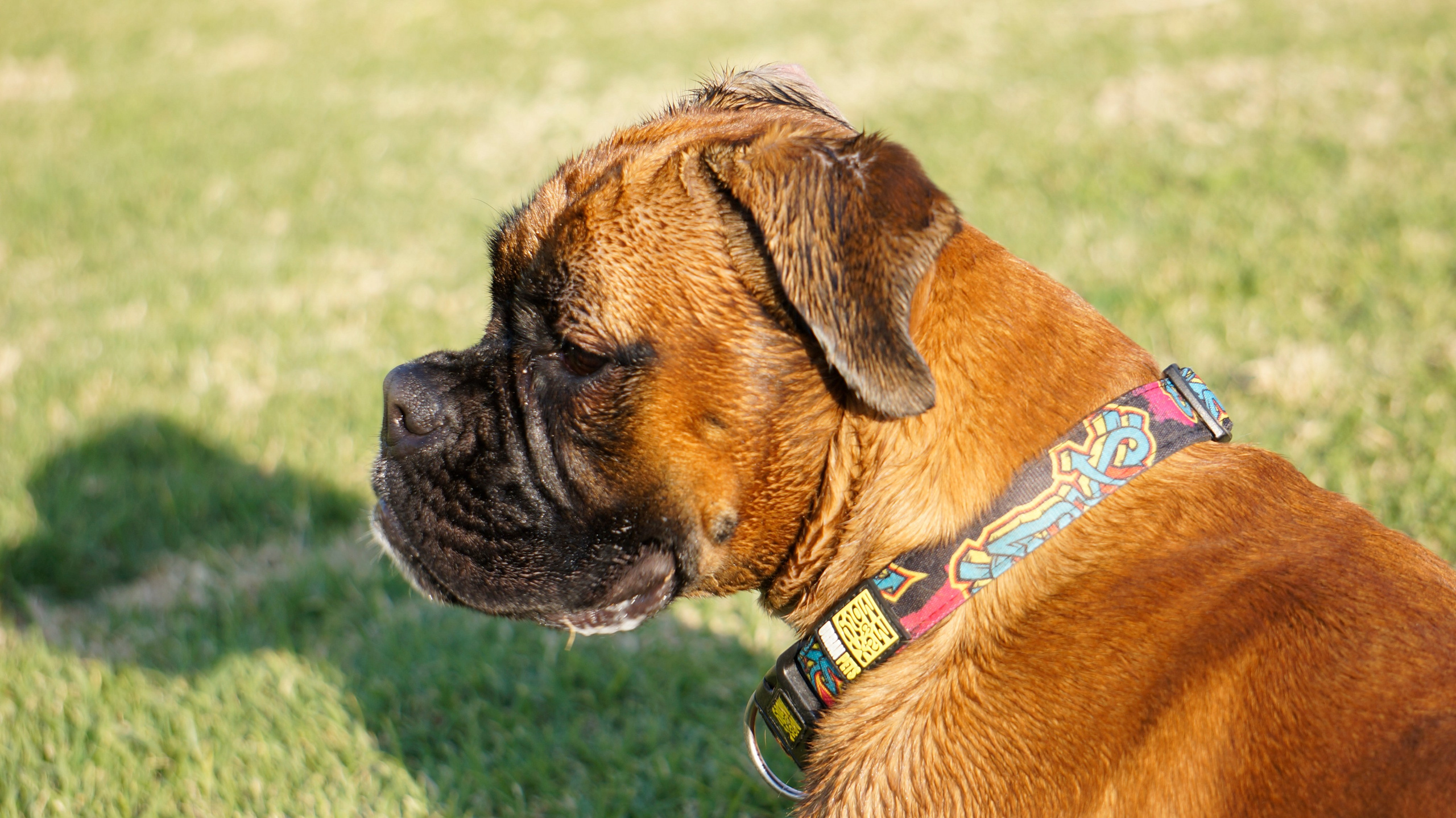 My ״Star״ Boxer Dog