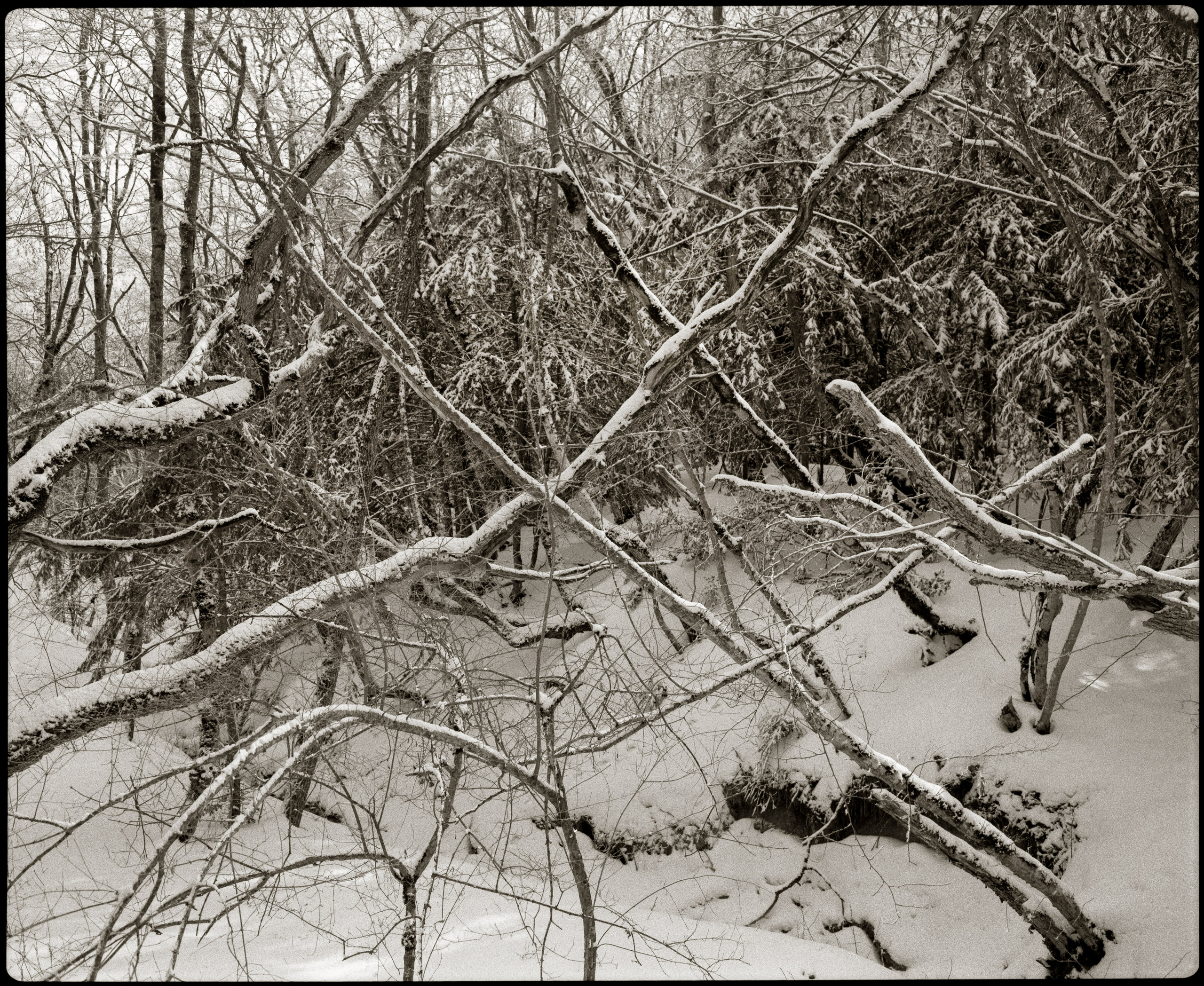 NATURE. Www.sananaleskerov.com