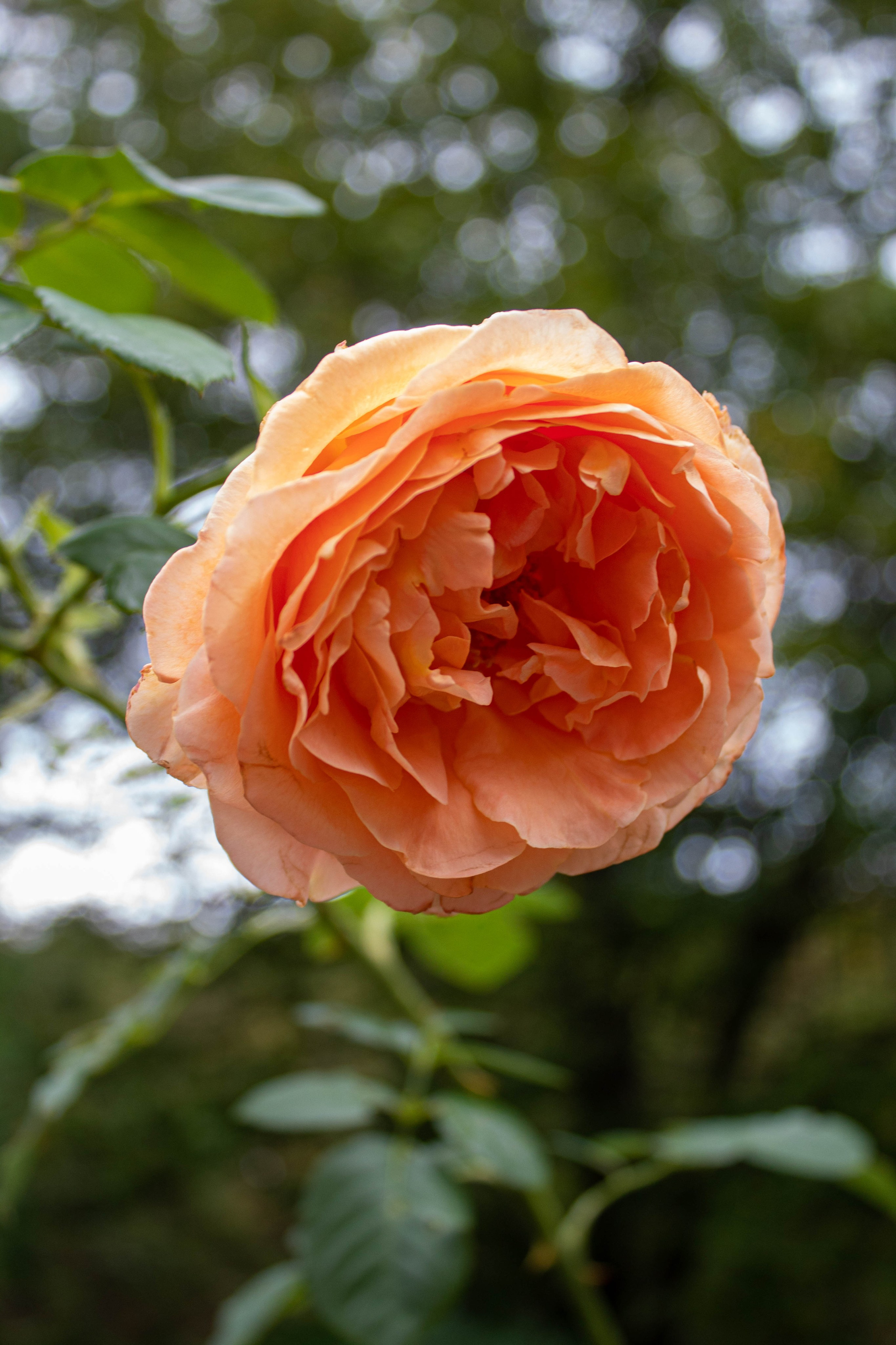 Close-up of a blooming orange rose surrounded by dark green leaves.