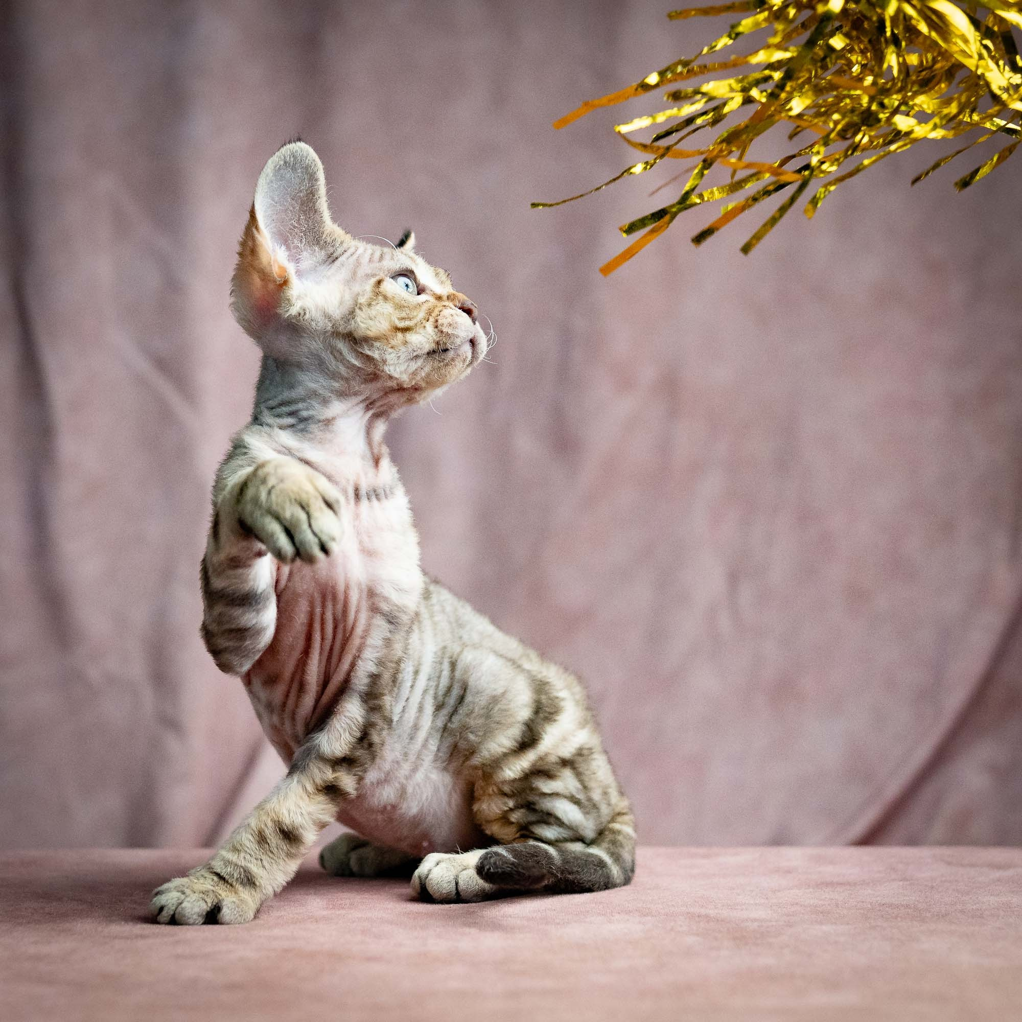 Sirius, boy, born 05.15.26. Devon Rex Pixie Cattery