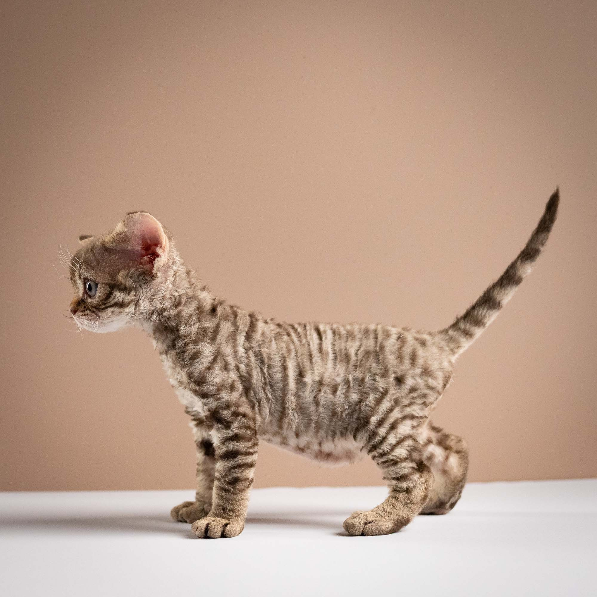 Ostap, boy, born 02.08.26. Devon Rex Pixie Cattery