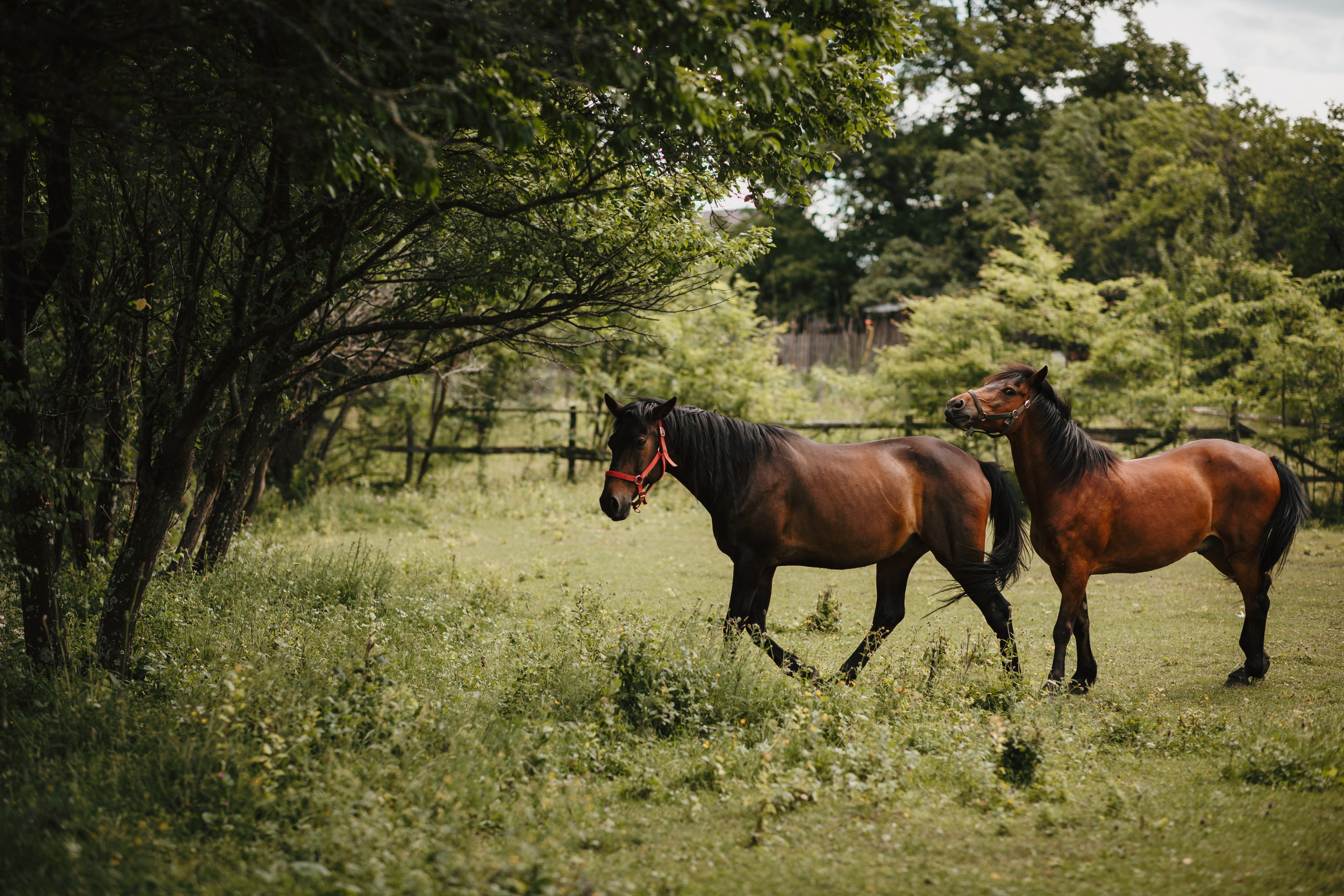 Ana Maria & Andrei. Fotograf de eveniment din Buzău | Bogdan