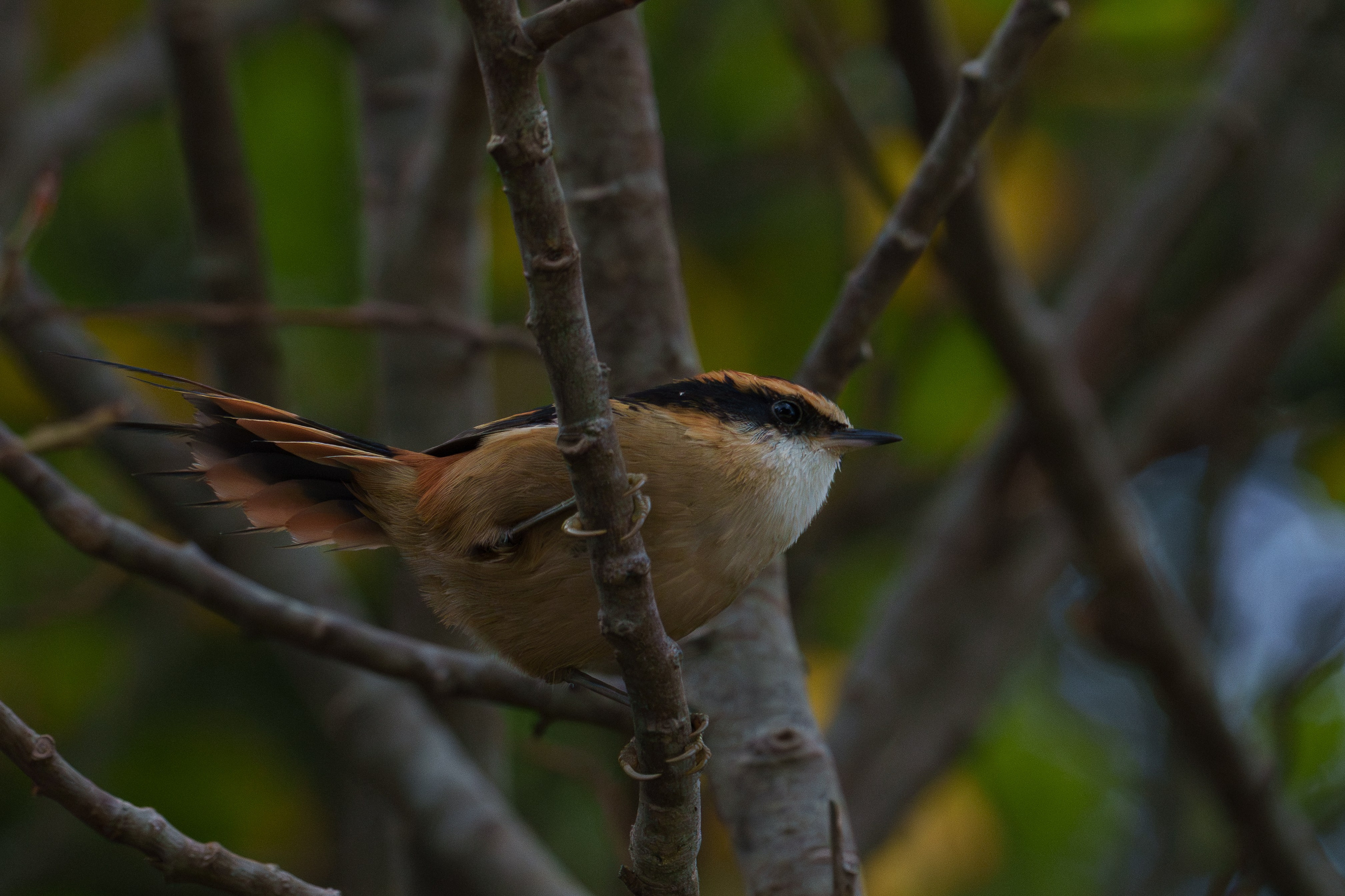 Fauna. Fotografía del día a día. Yuri Marín C