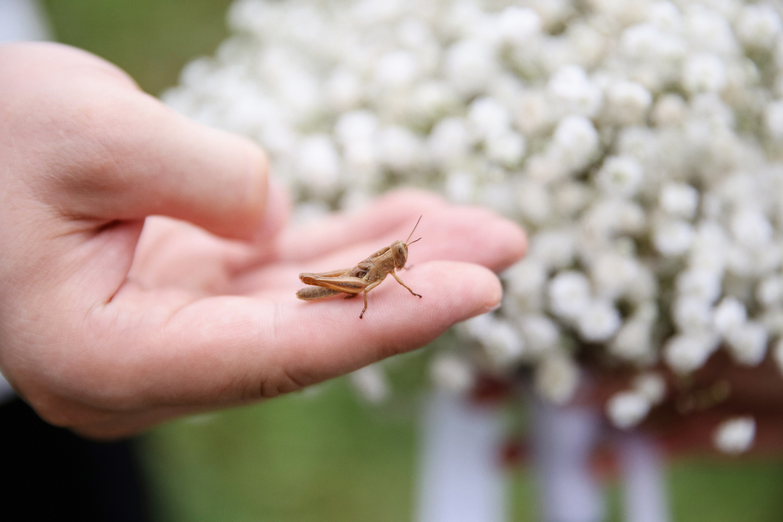 Сhateau. Свадебный, семейный и детский фотограф в Беларуси и за ее пределами