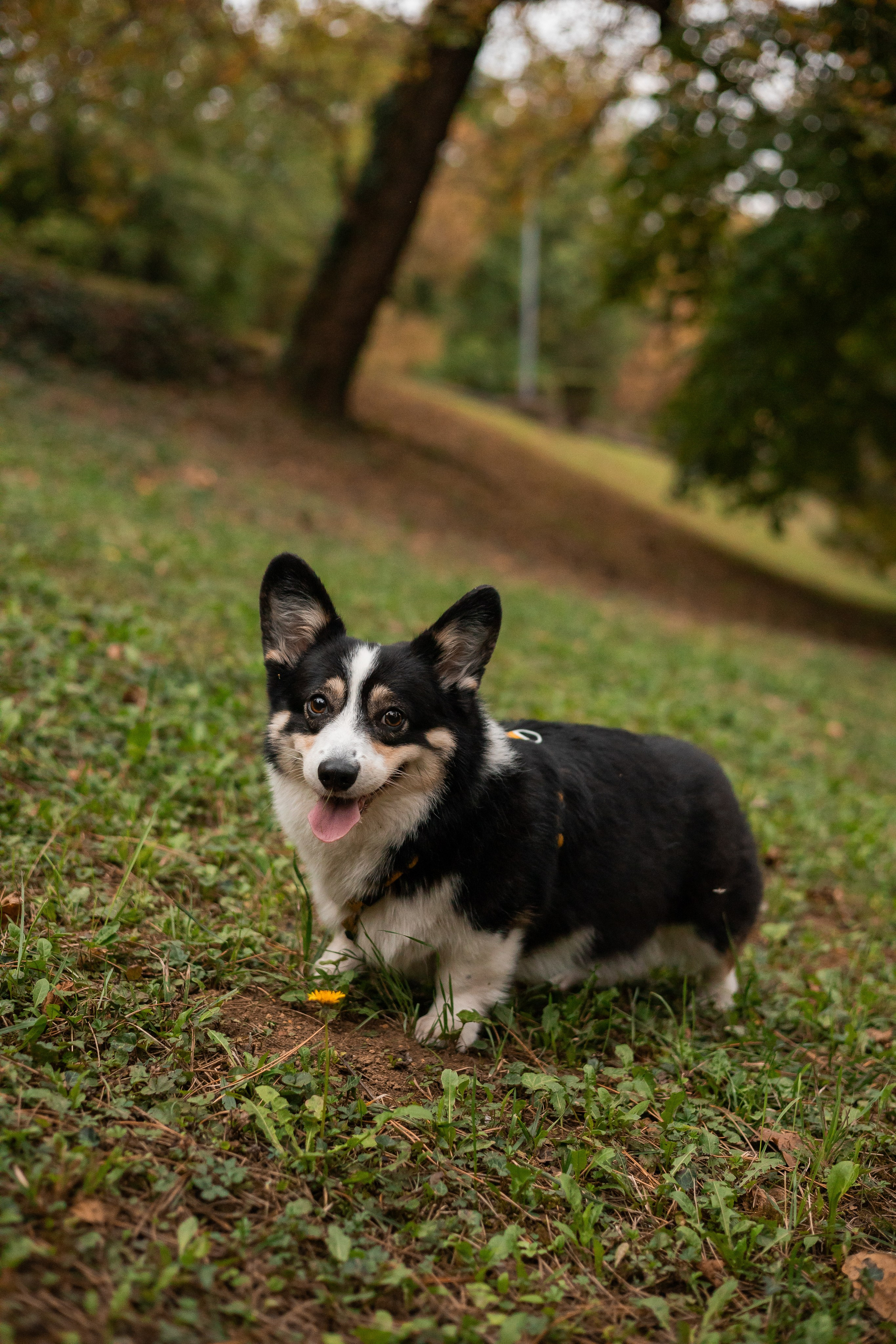 Даня, Аня и Плюша. Фотограф-анималист | Белград
