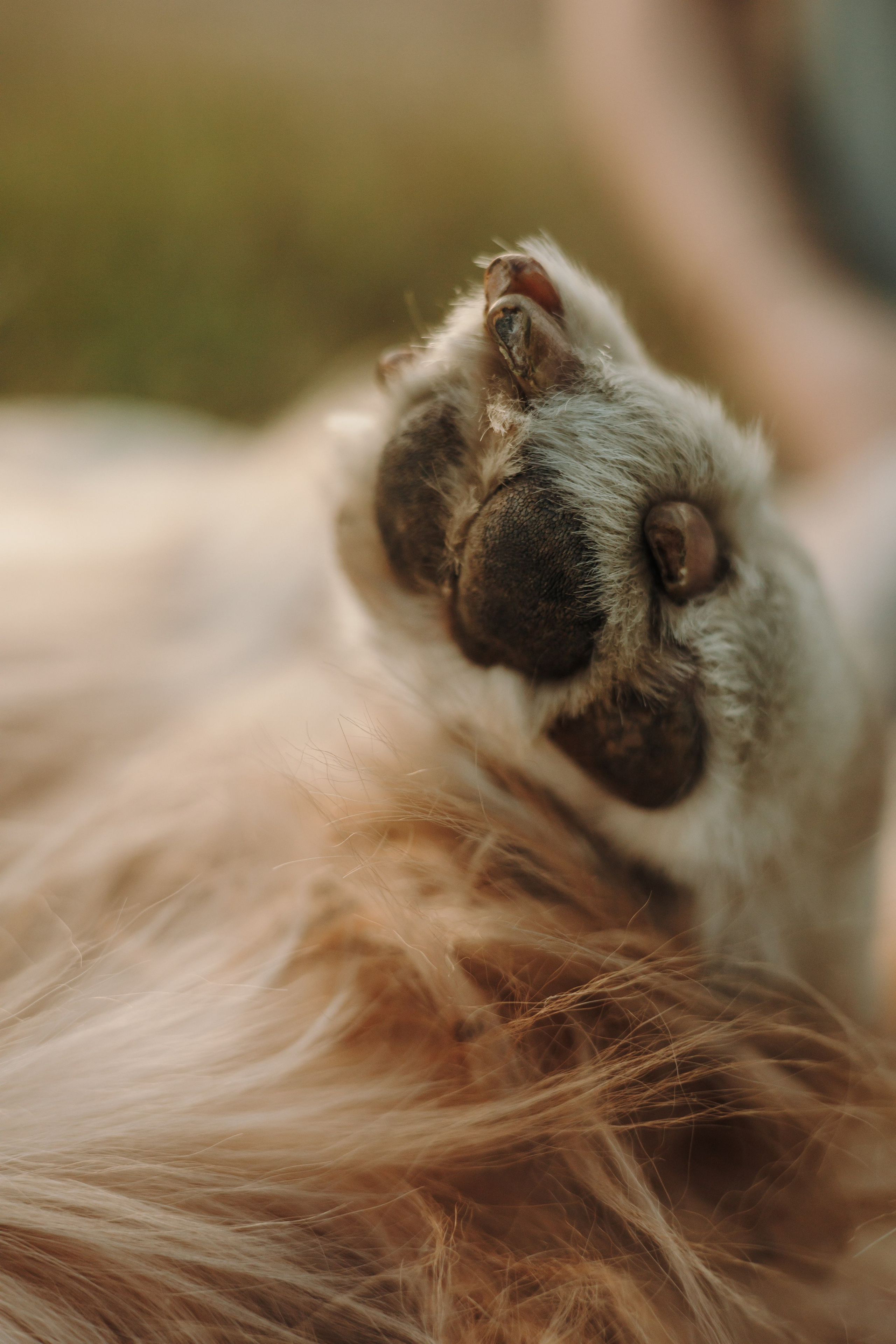 Катя и Бро. Фотограф-анималист | Белград