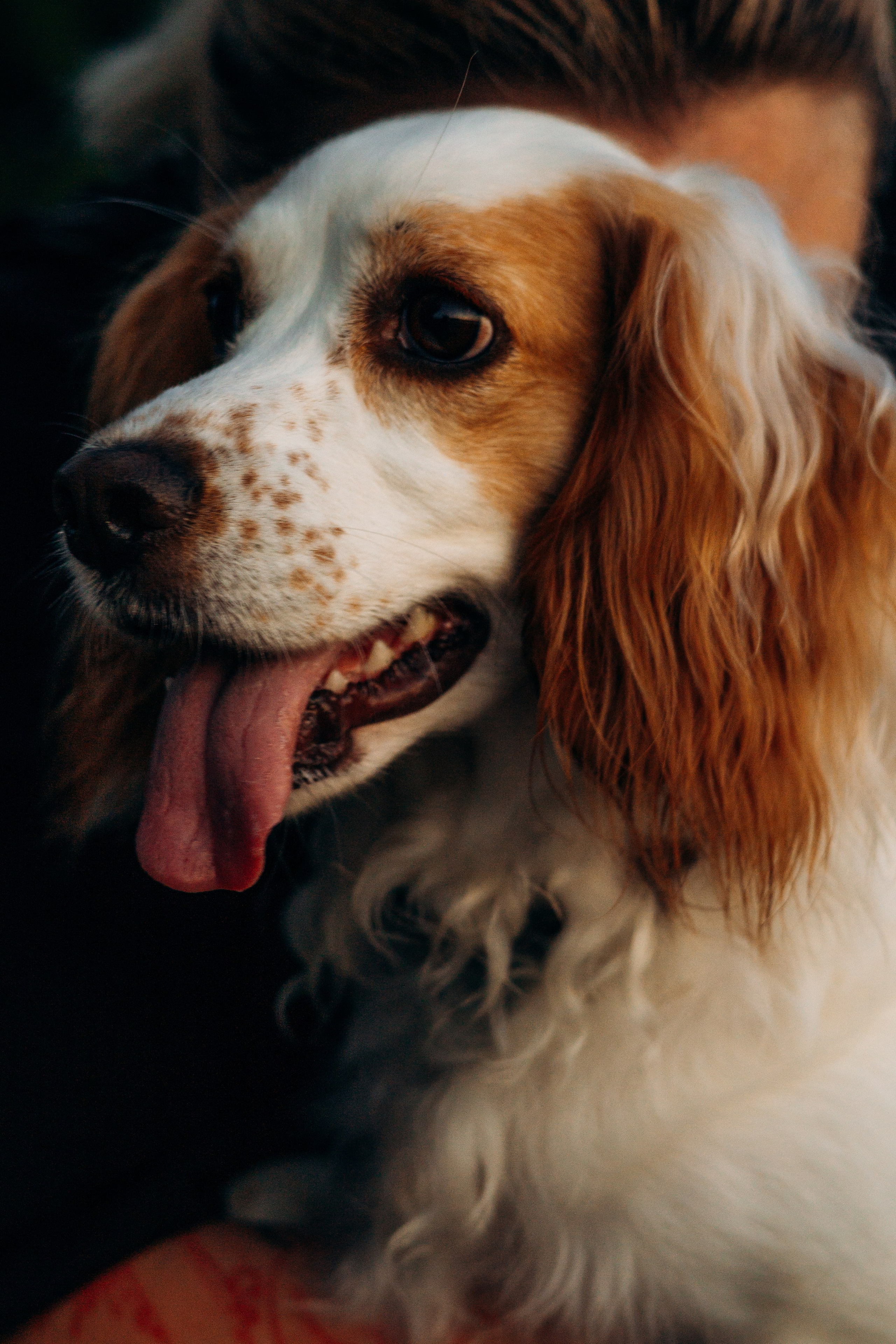 Софья и Арья. Фотограф-анималист | Белград