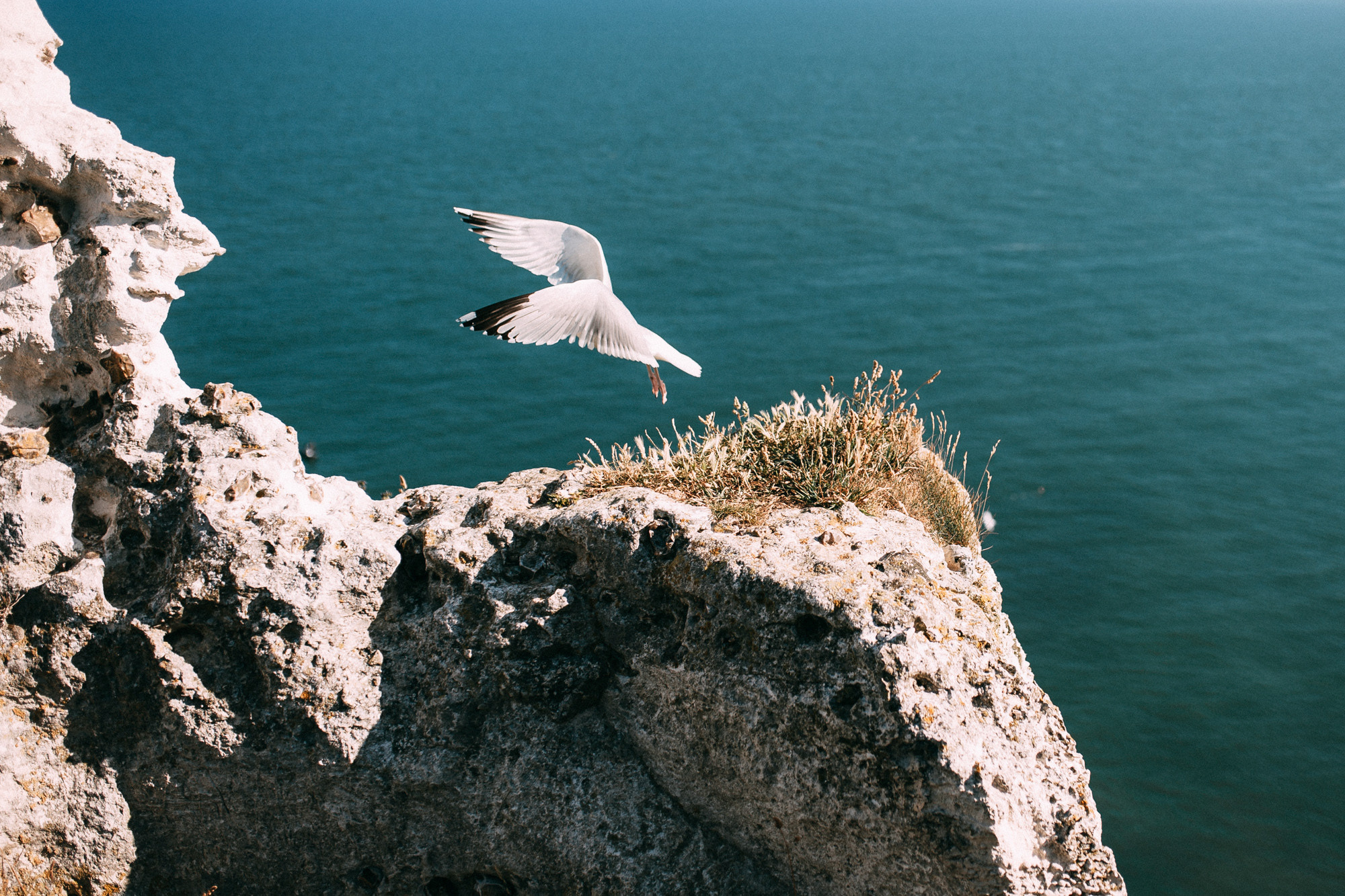 a bird flying over a rocky cliff by the ocean