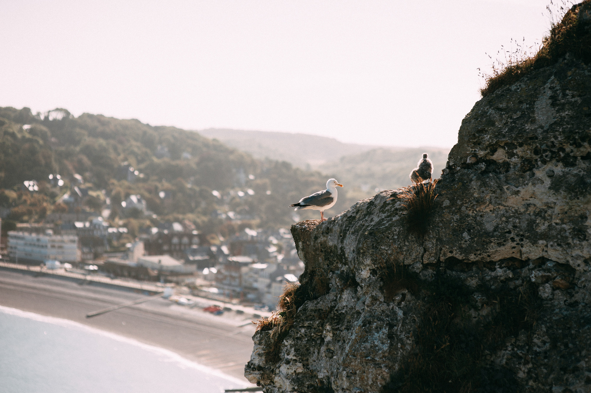 a bird perched on a rock overlooking the ocean