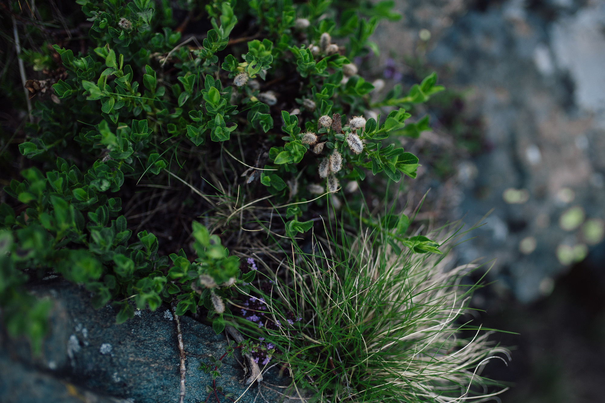a close up of a plant growing on a rock