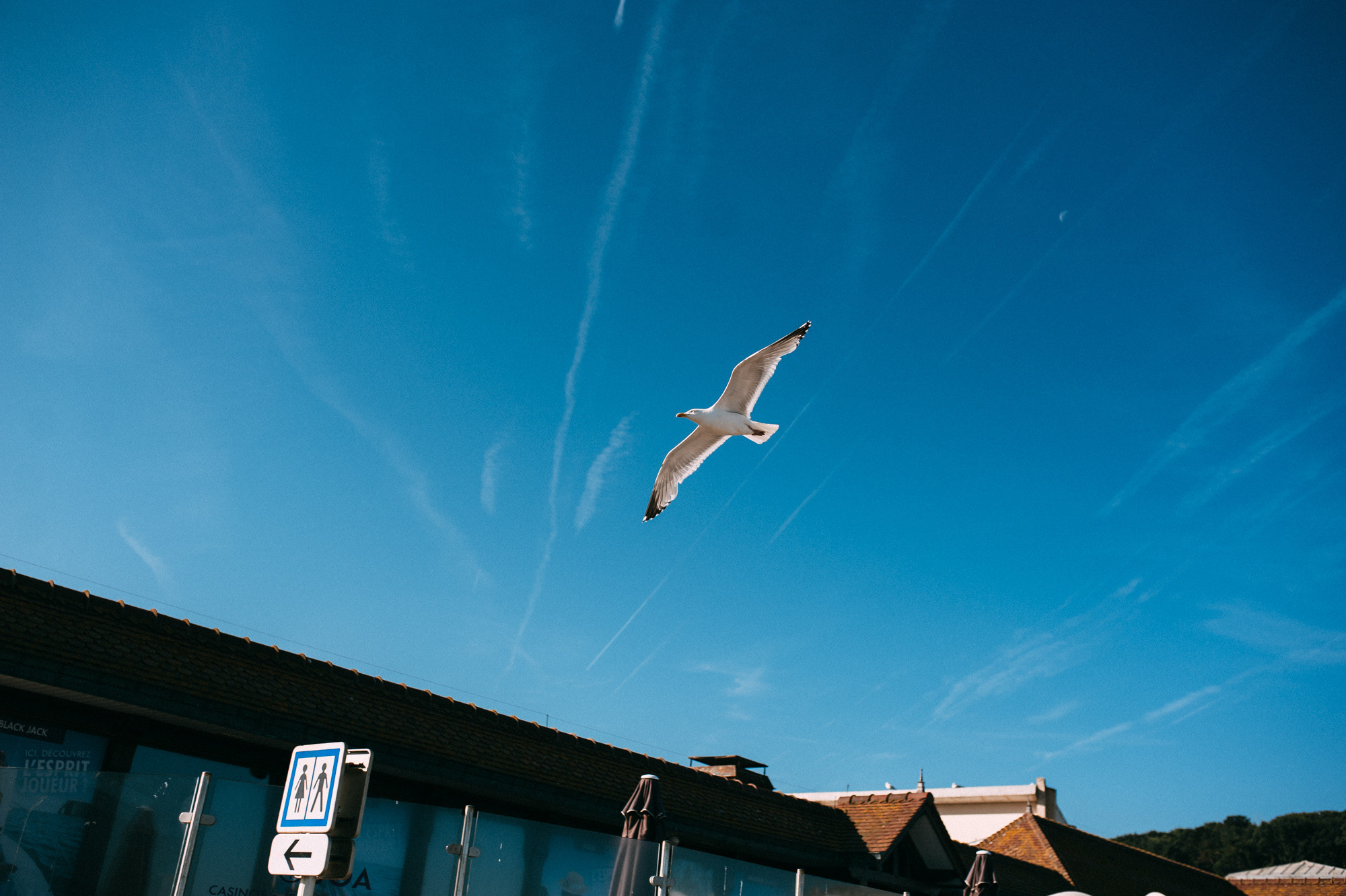 a bird flying in the sky over a building