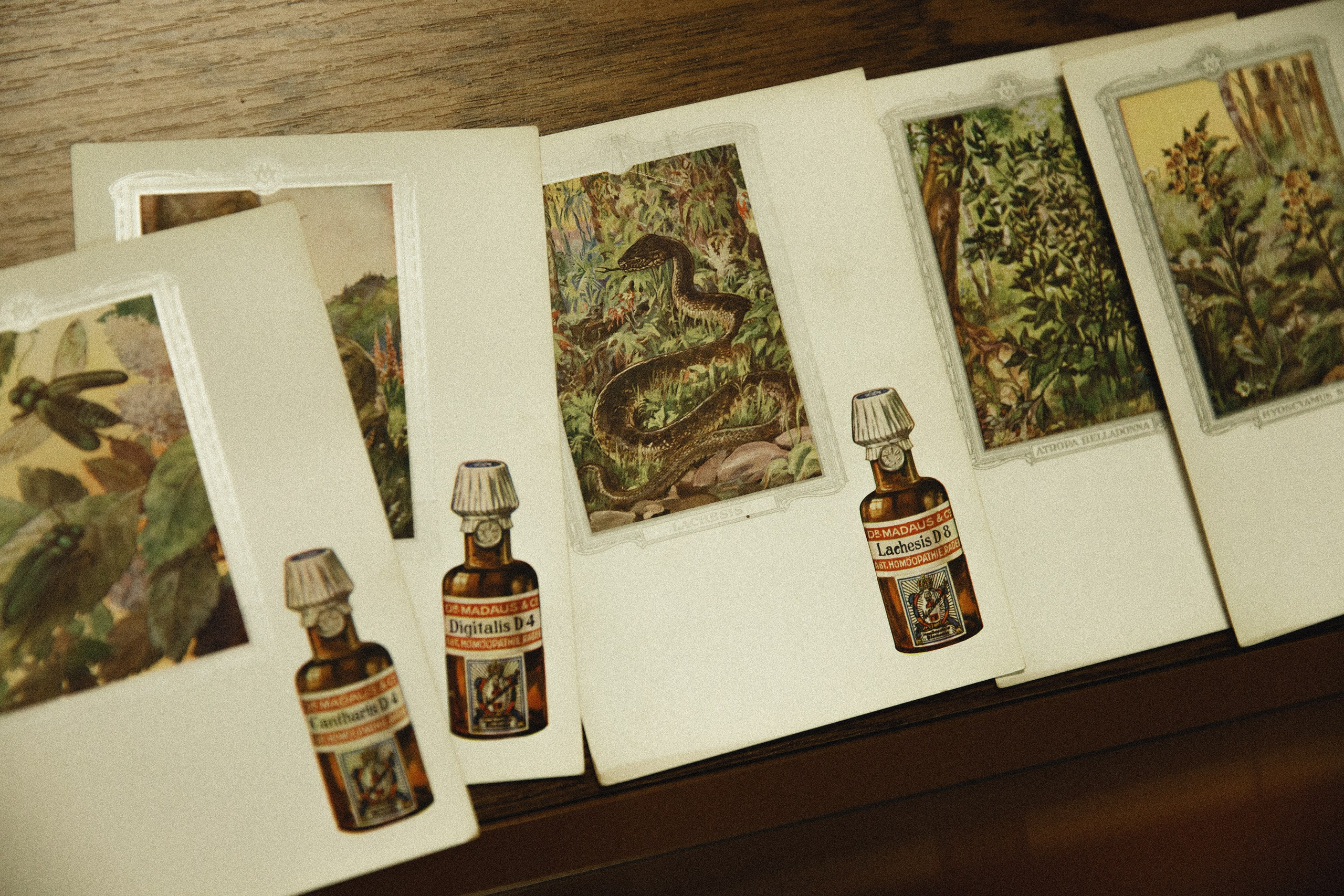 Museum of farmacy in Wroclaw. Kaja | fotograf we Wrocławiu | ludzie i psy