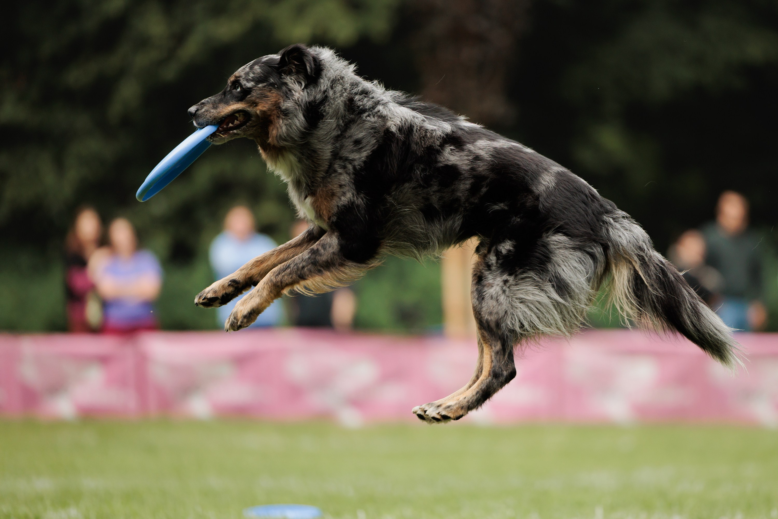 Latające psy, Wrocław'25. Kaja | fotograf psów we Wrocławiu